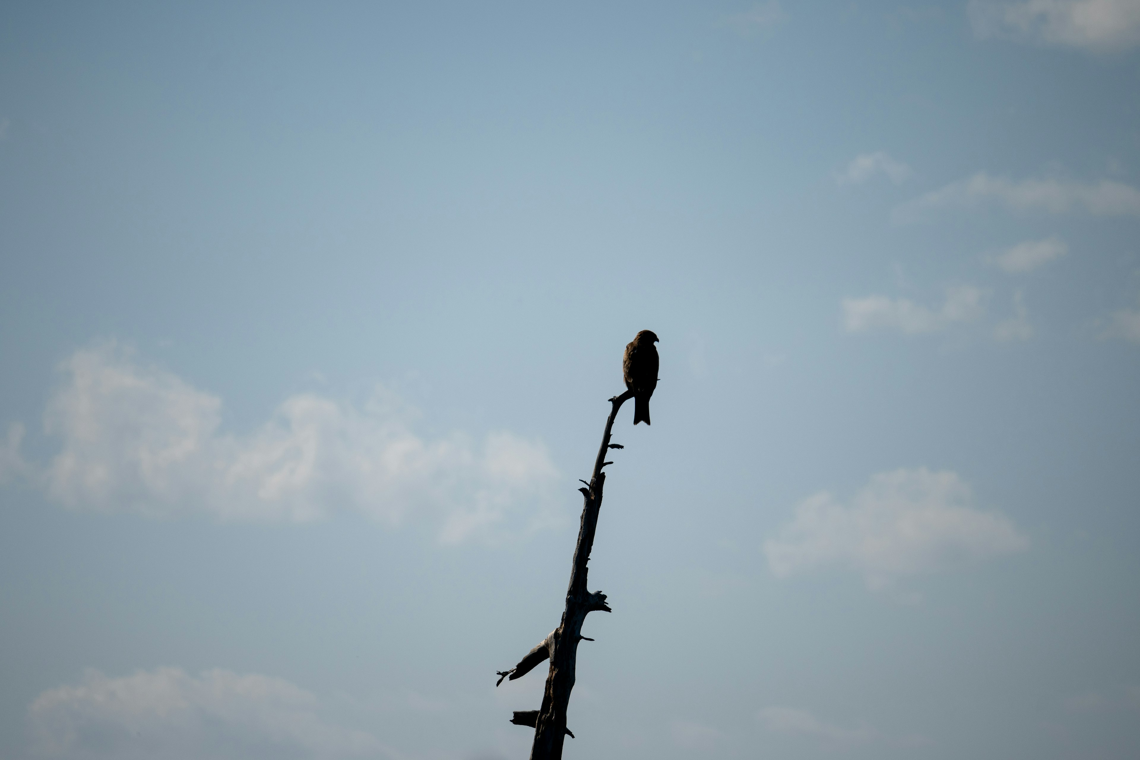 Un uccello posato in cima a un ramo d'albero contro un cielo sereno