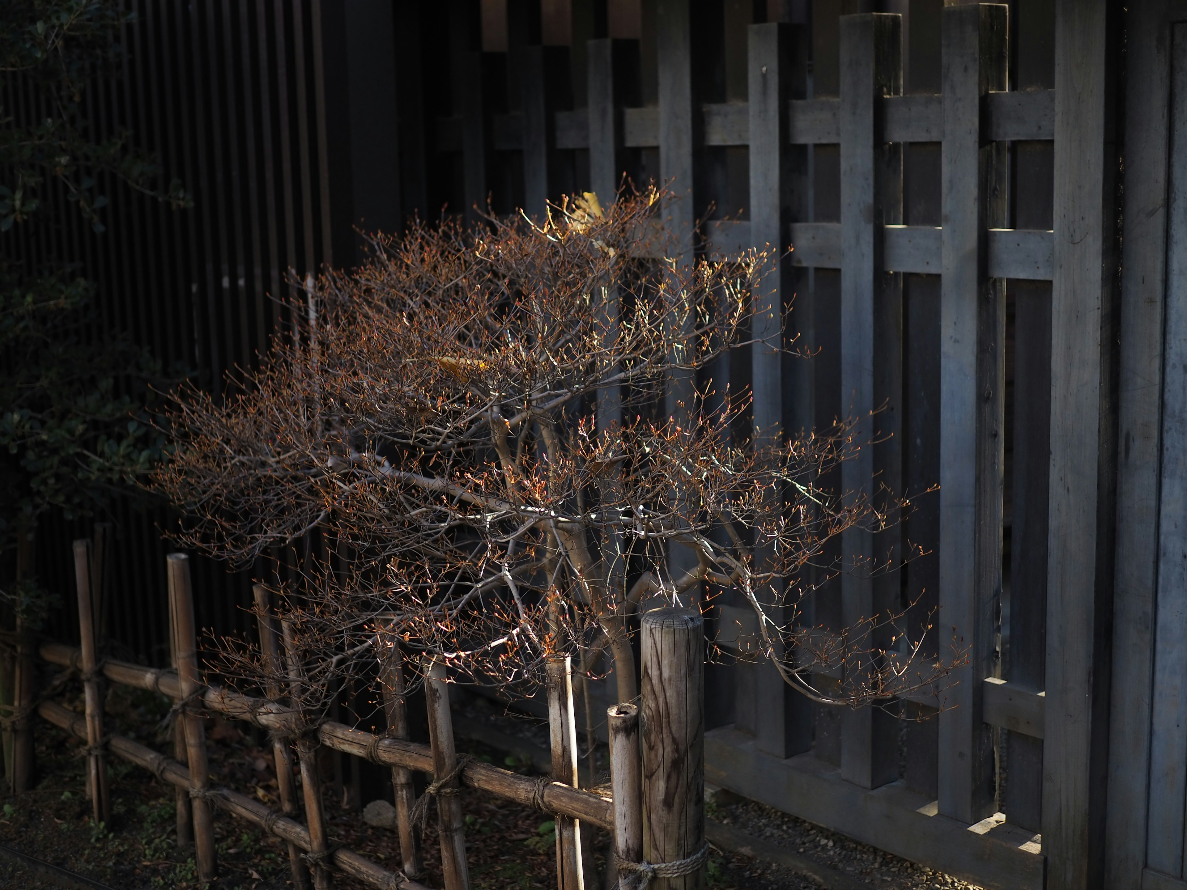 Un buisson sec à côté d'une clôture en bambou dans un jardin japonais