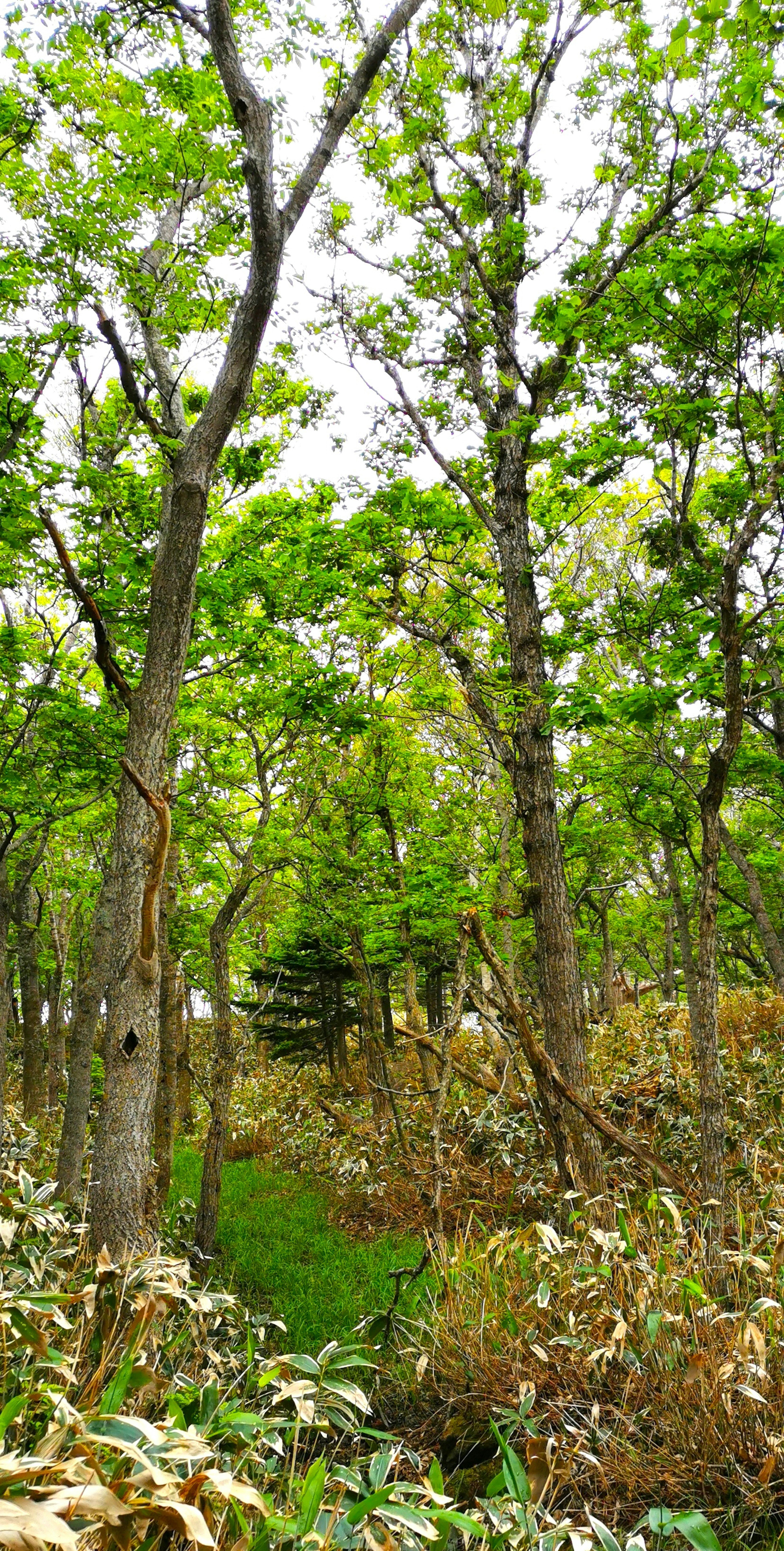 Sentiero in una foresta verdeggiante con alberi alti