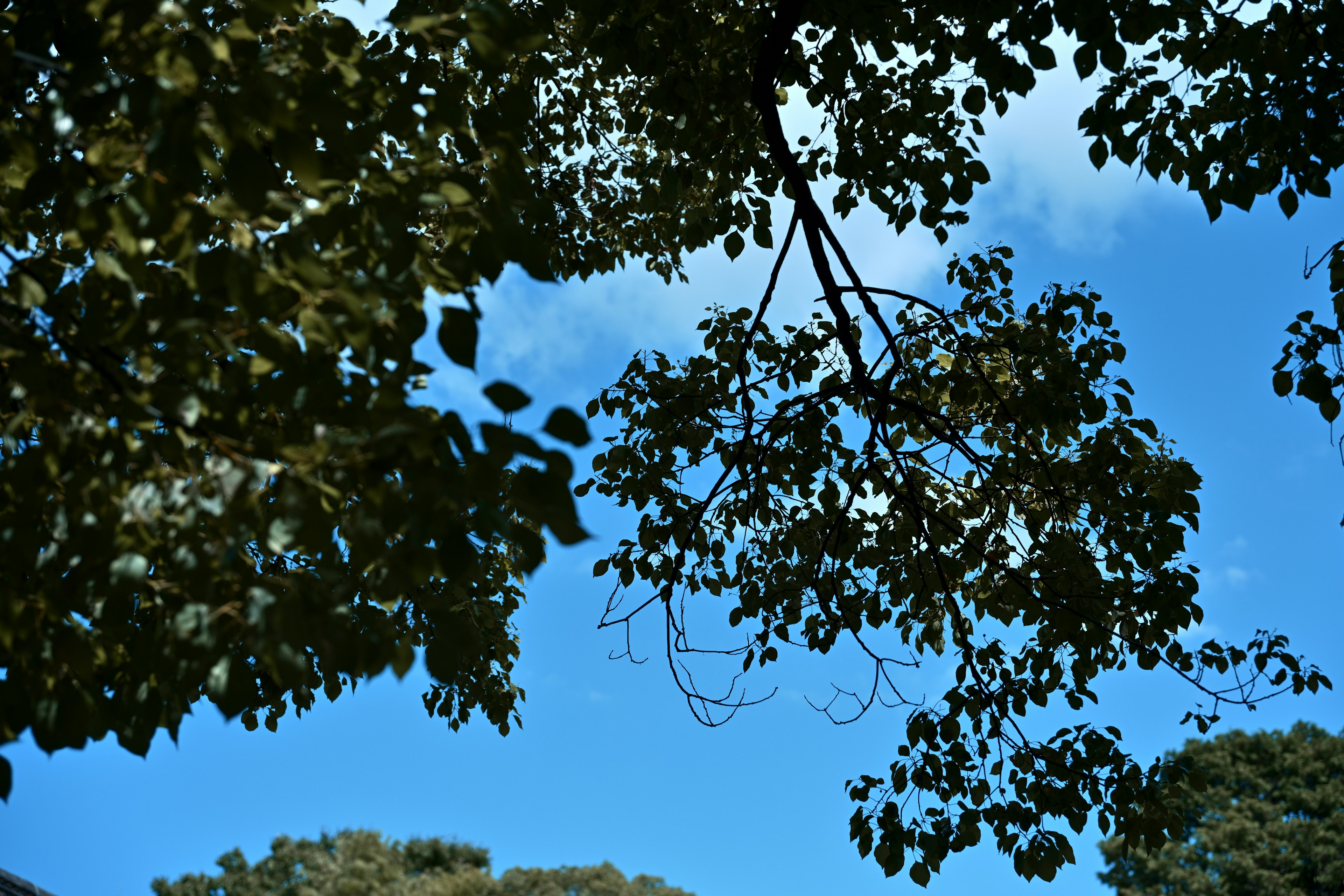 View looking up at tree branches with leaves against a blue sky