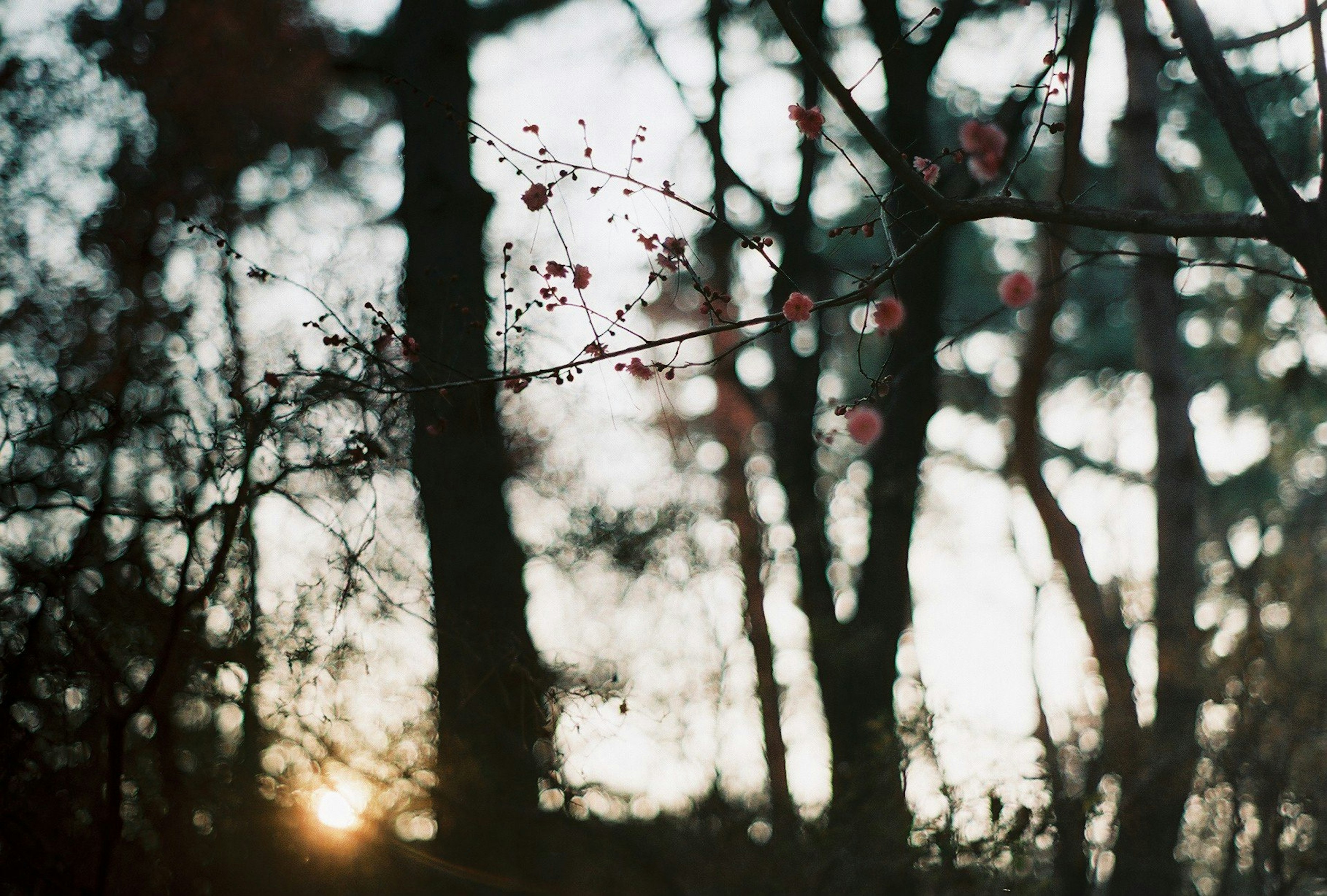 Pflaumenblüten in einem Wald bei Sonnenuntergang mit silhouettierten Bäumen