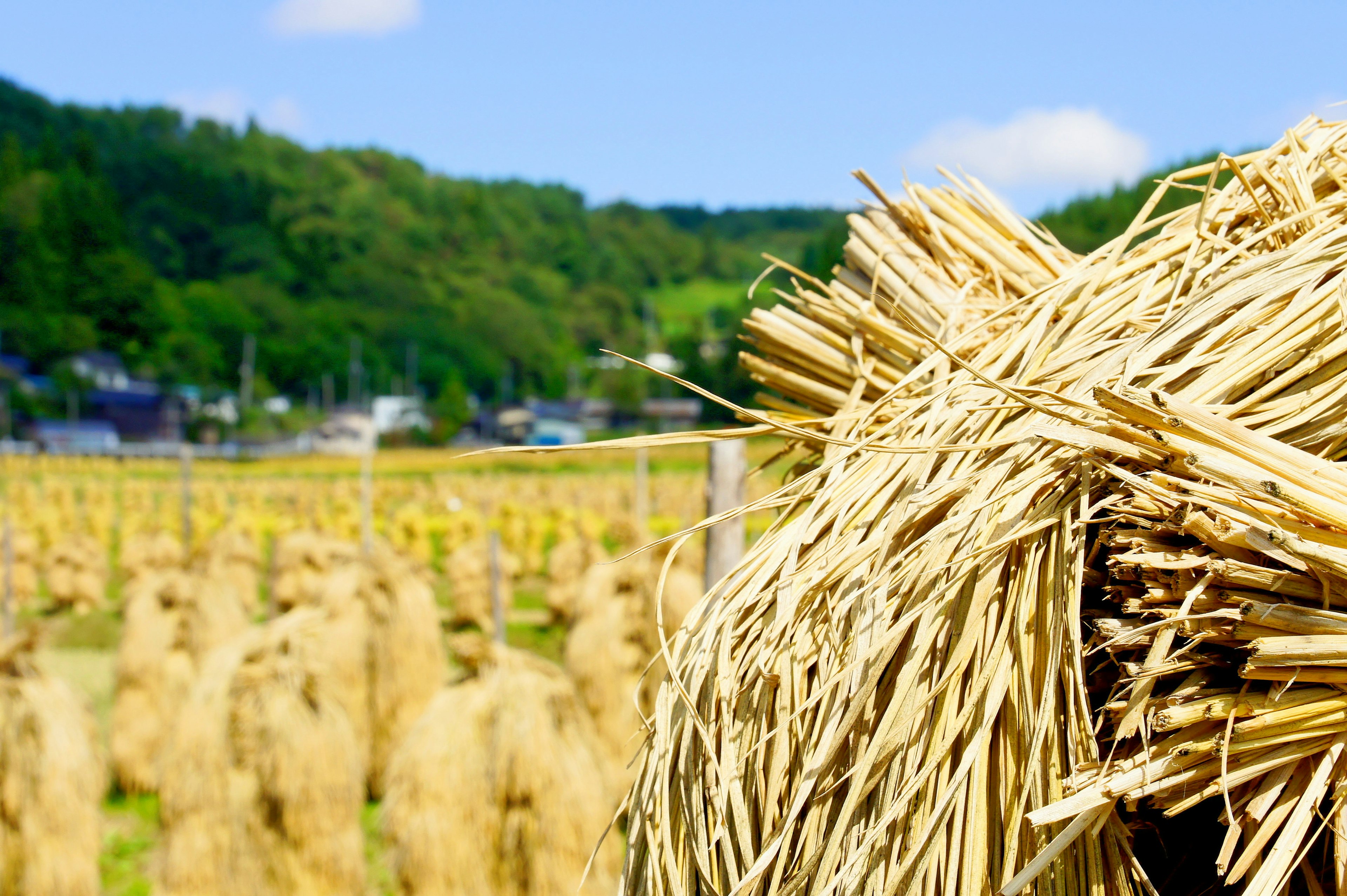 田んぼの近くにある稲わらの束と緑の風景