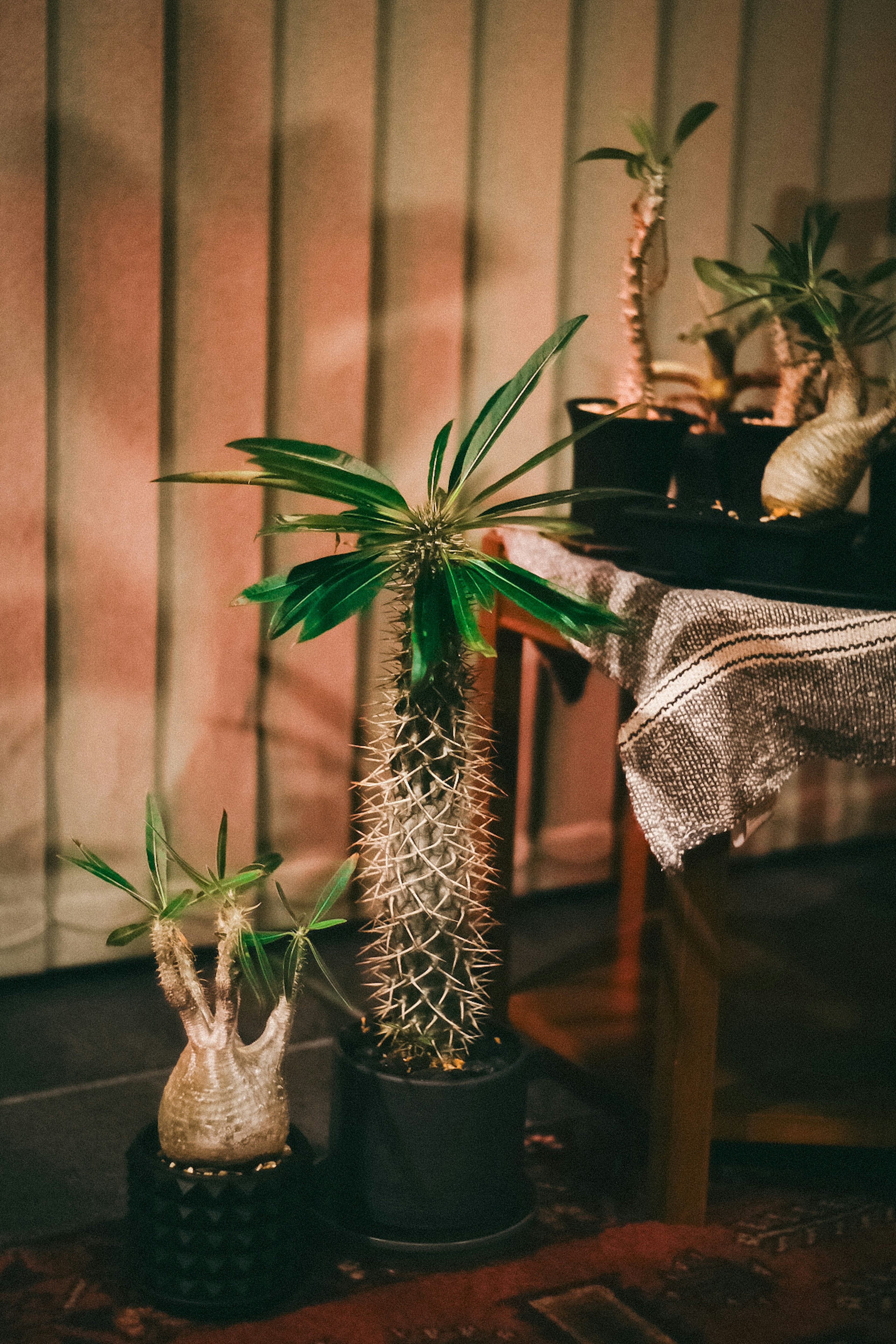 Collezione di piante in vaso all'interno con cactus unici