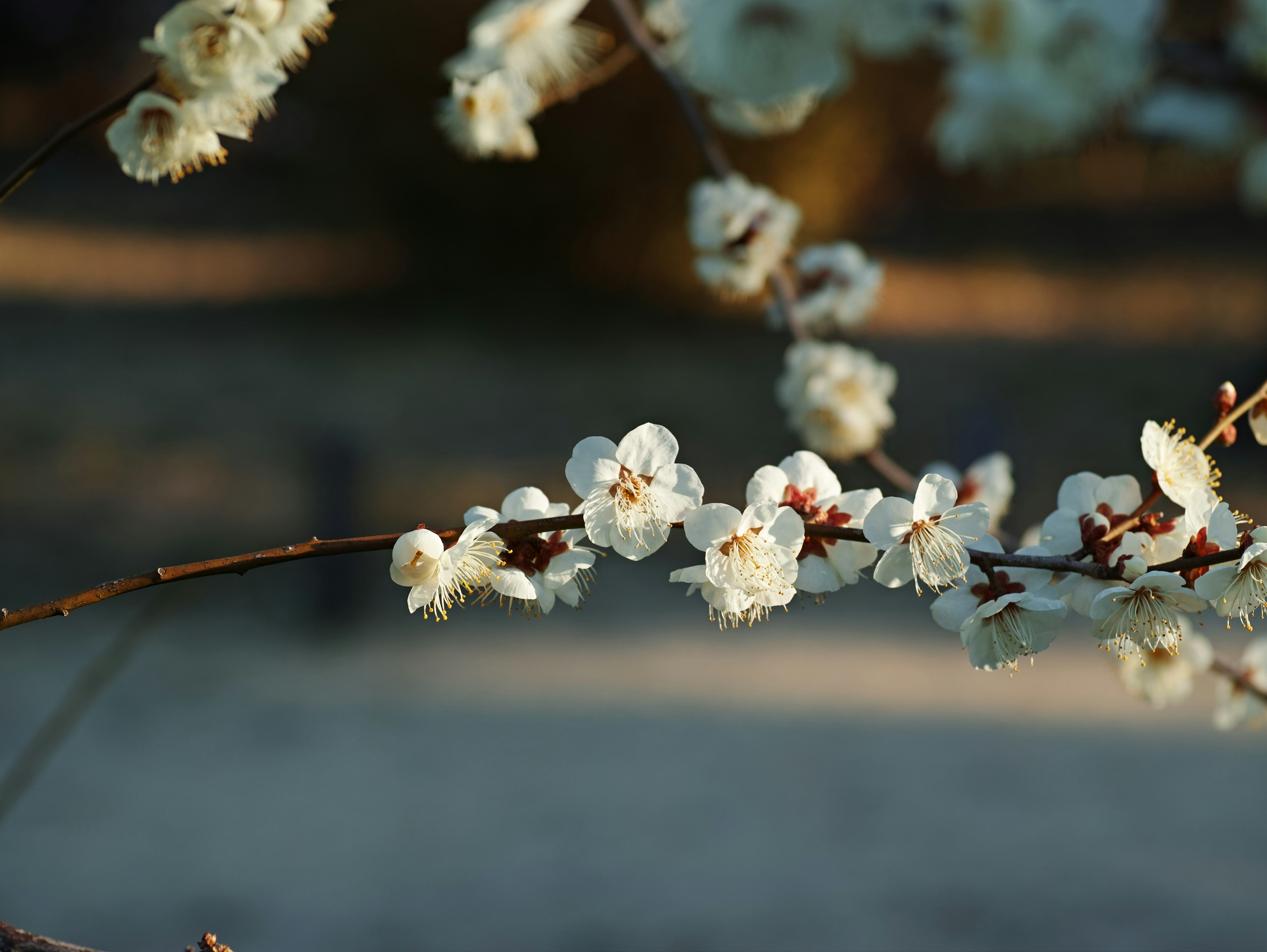 Close-up of a branch with blooming white flowers