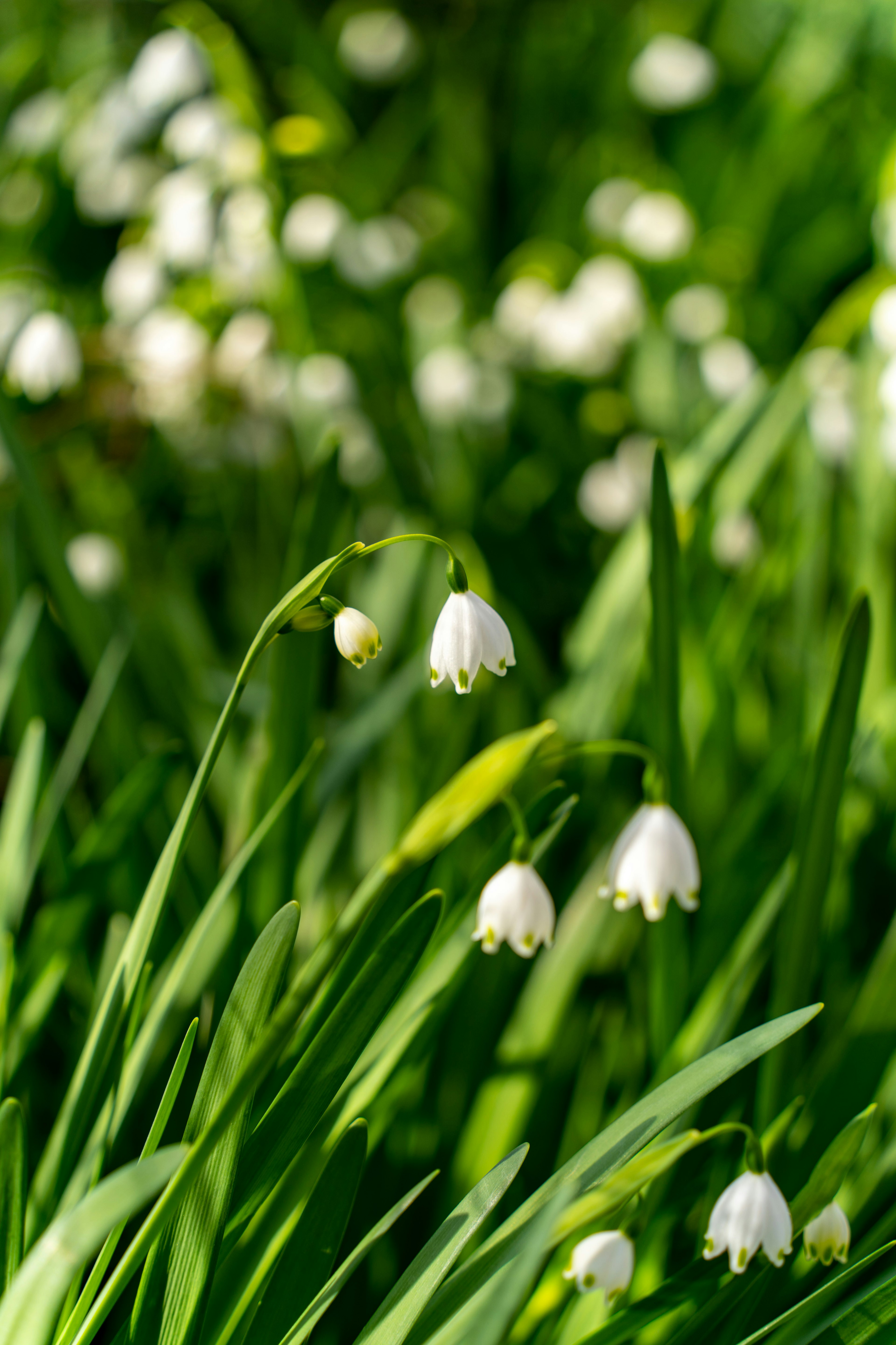 Gruppo di piccoli fiori bianchi che sbocciano tra l'erba verde