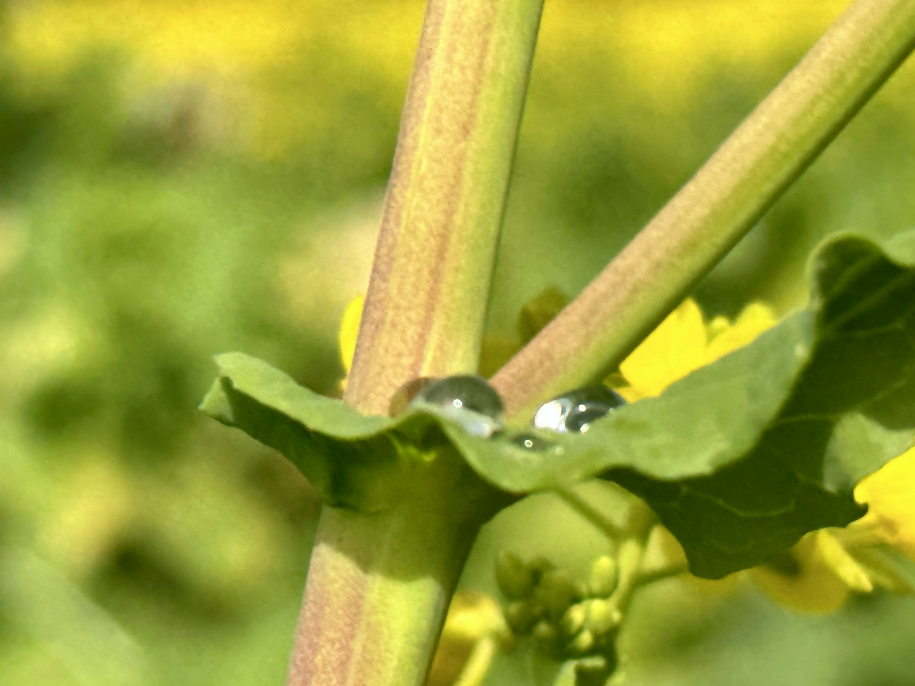 Nahaufnahme eines Pflanzenstängels und -blatts mit Wassertropfen auf dem Blatt