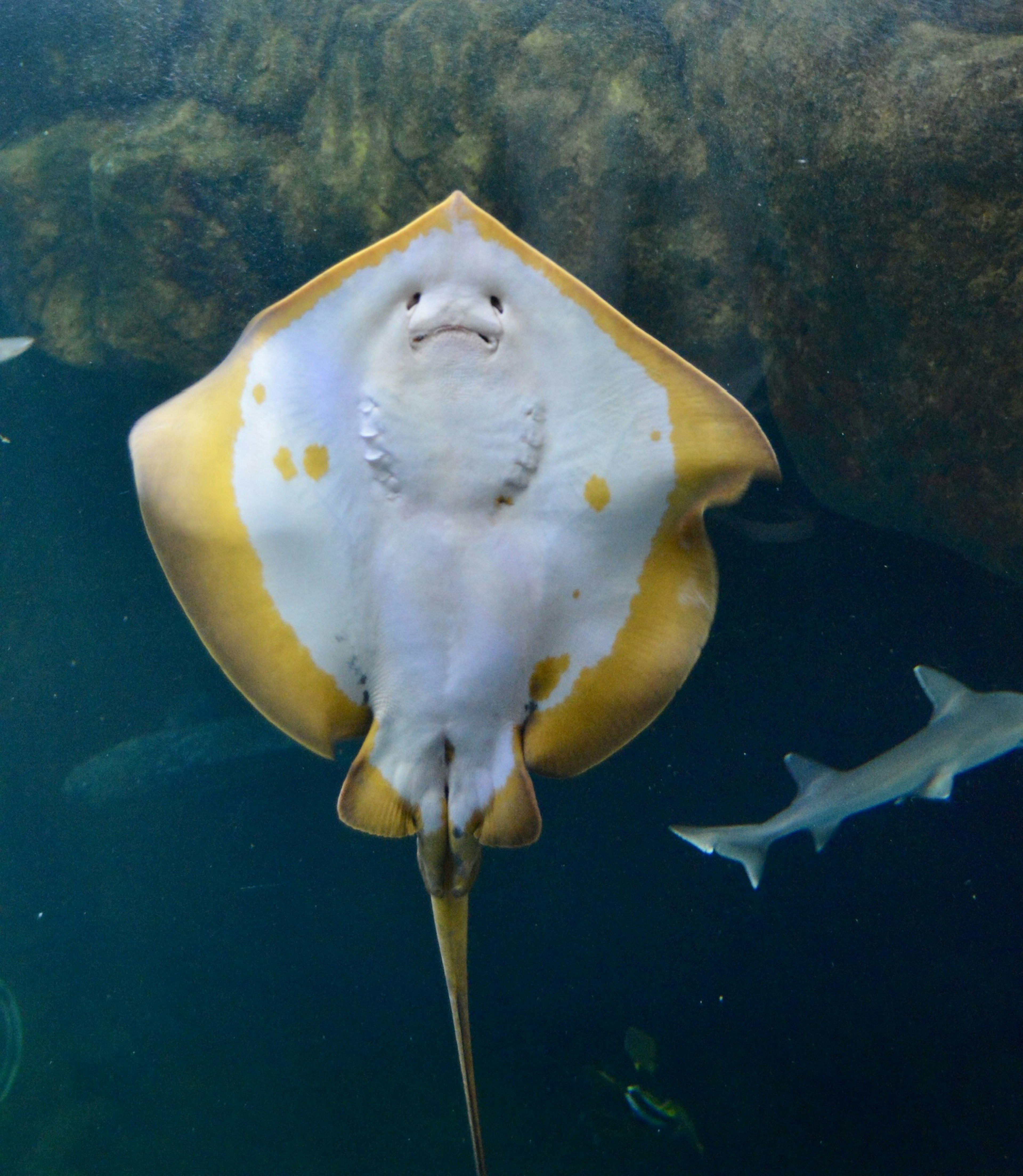 Ein gelber Stachelrochen schwimmt unter Wasser und zeigt seine einzigartigen Merkmale