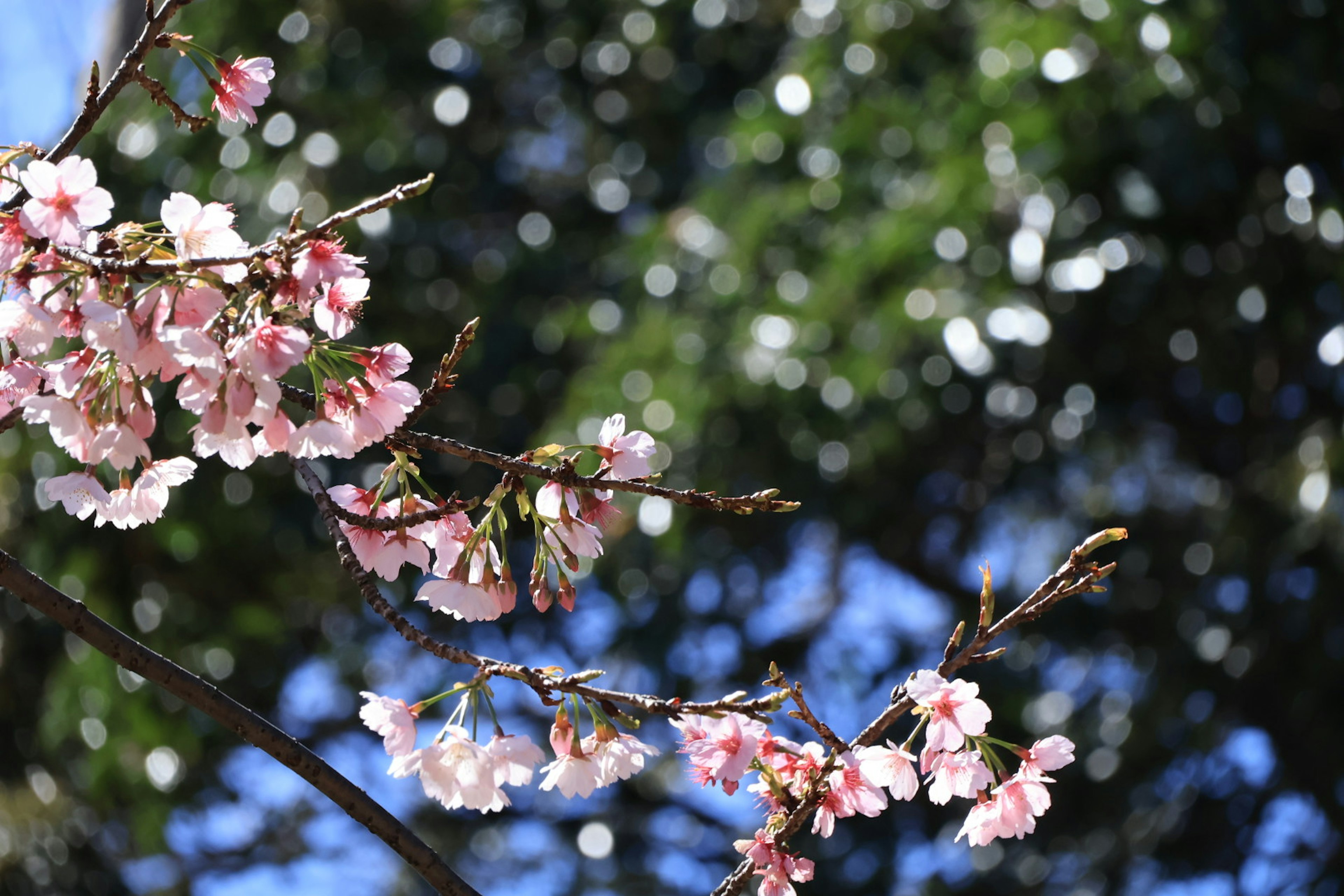 桜の花が咲いている枝のクローズアップ背景に緑の葉と青空