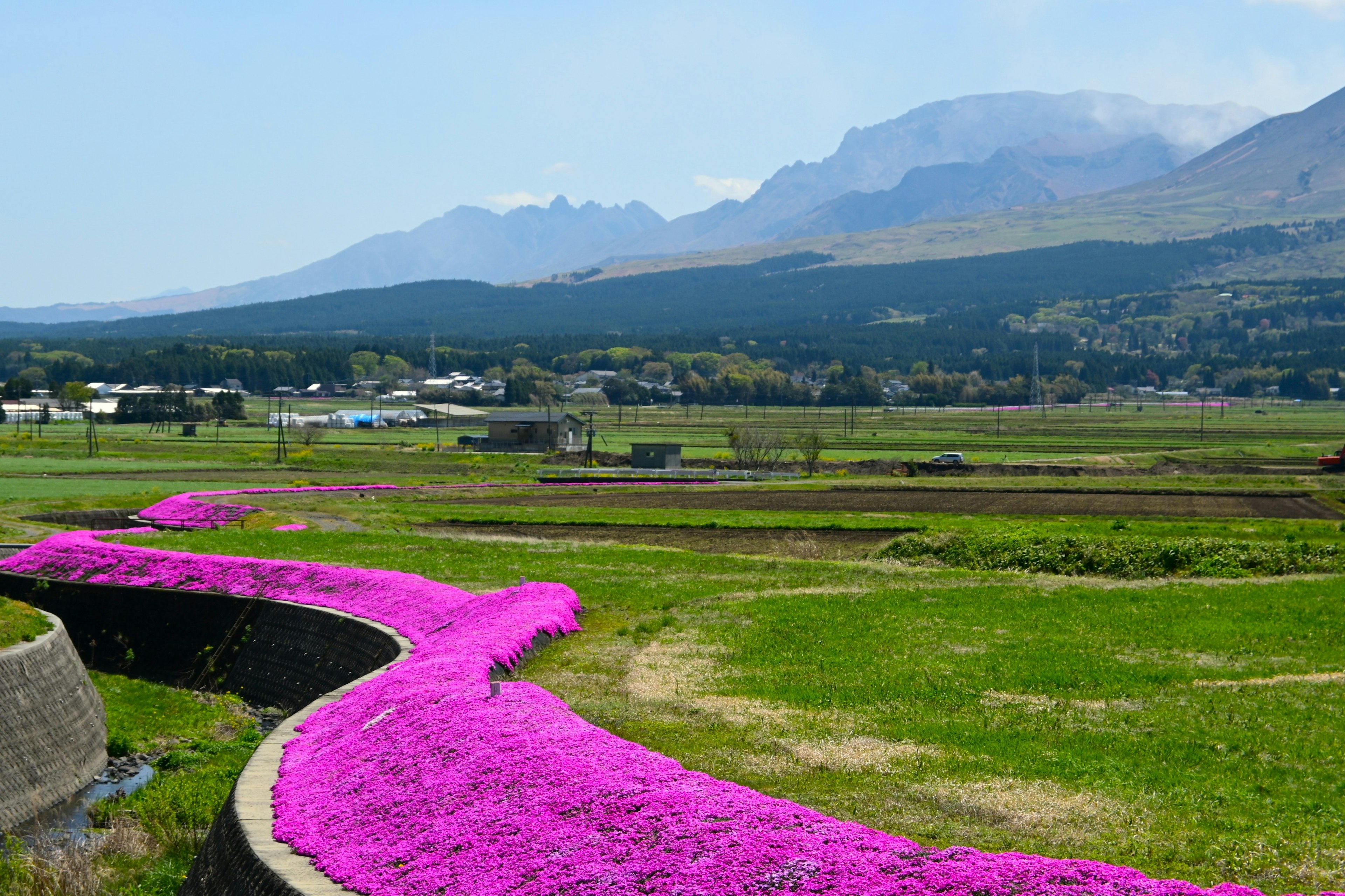 美しいピンクの花が咲く風景と山々が広がる風景