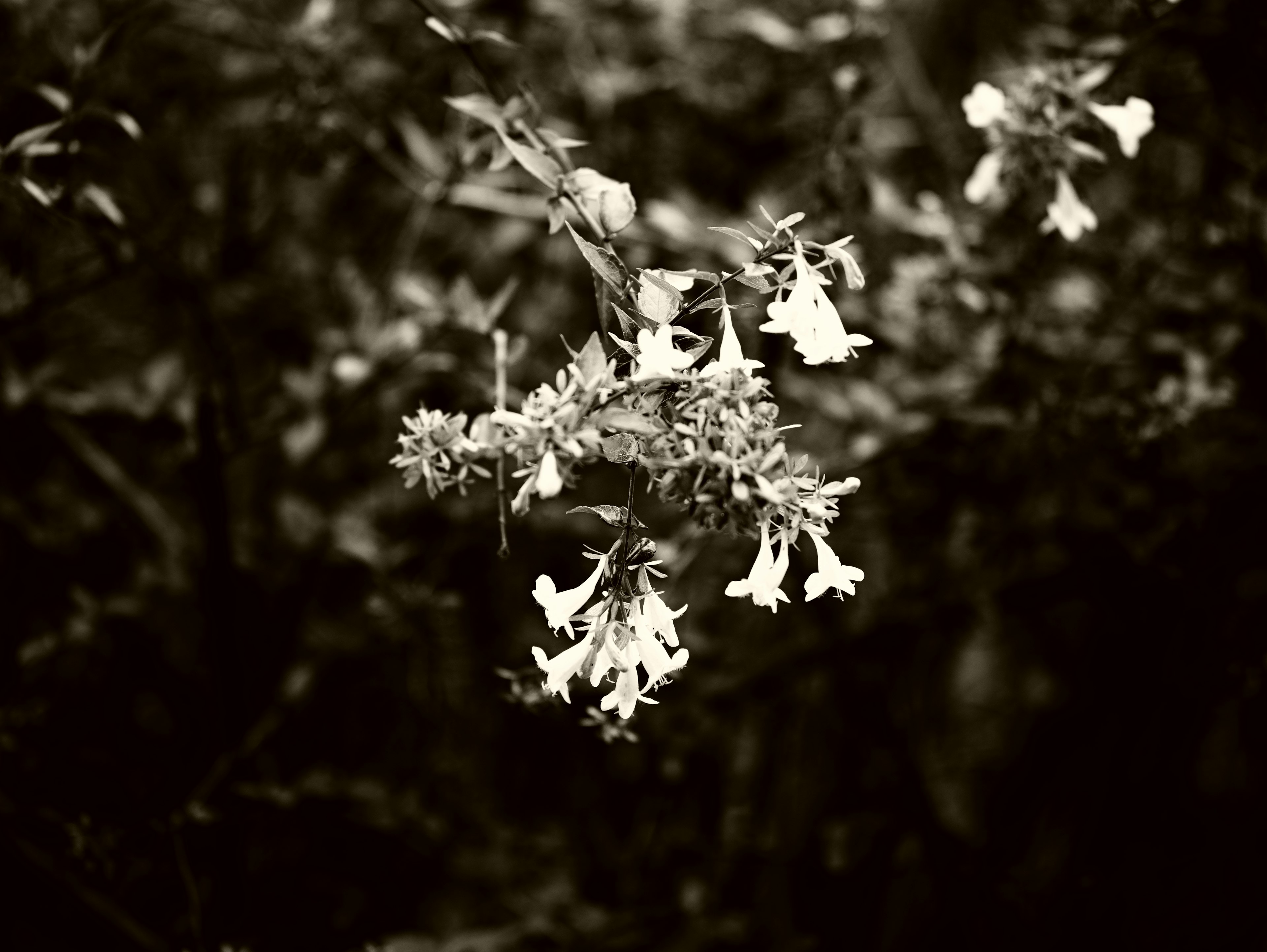 Gros plan de fleurs blanches sur une branche en noir et blanc