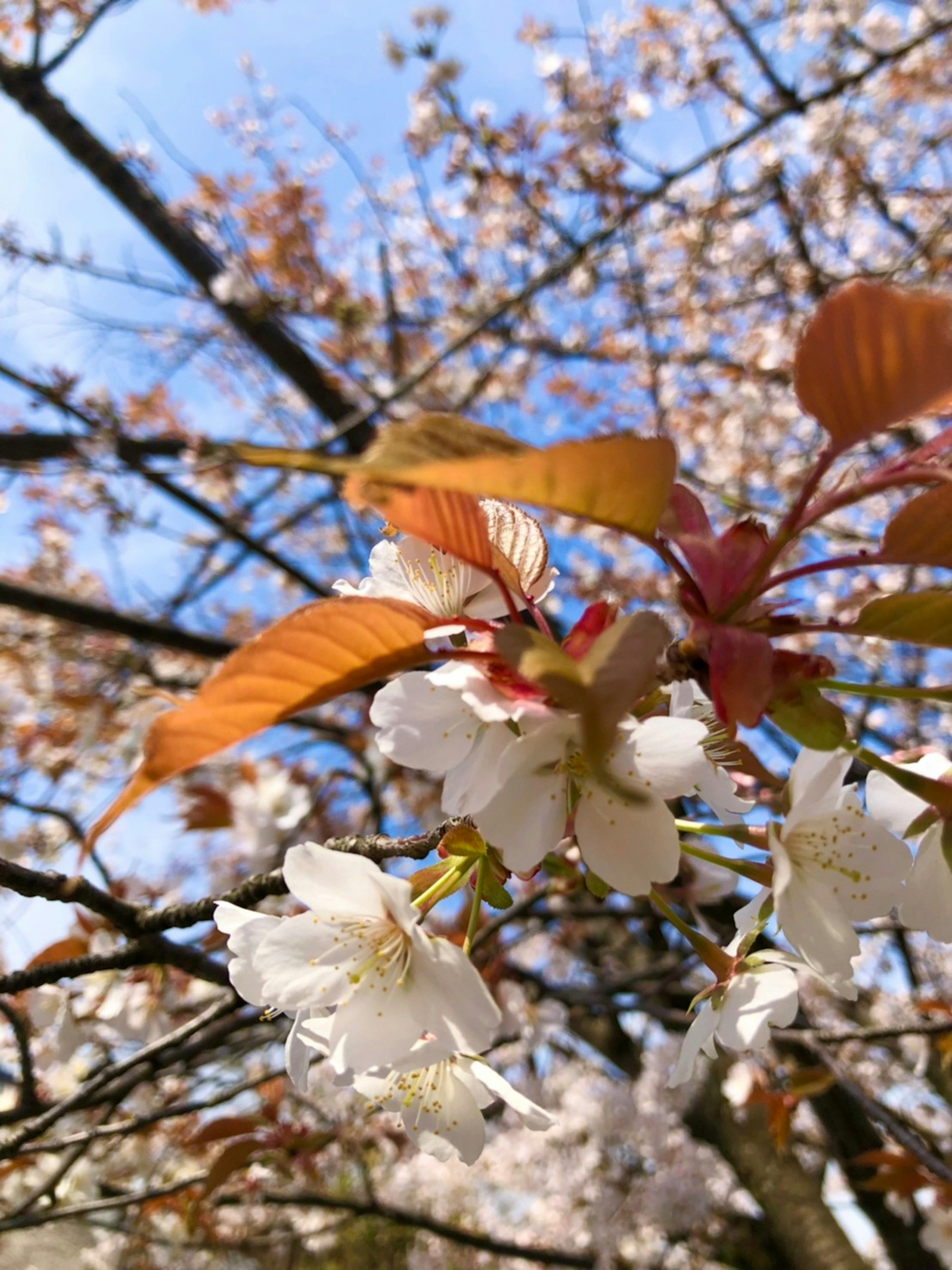 桜の花と新しい葉が青空を背景に咲いている