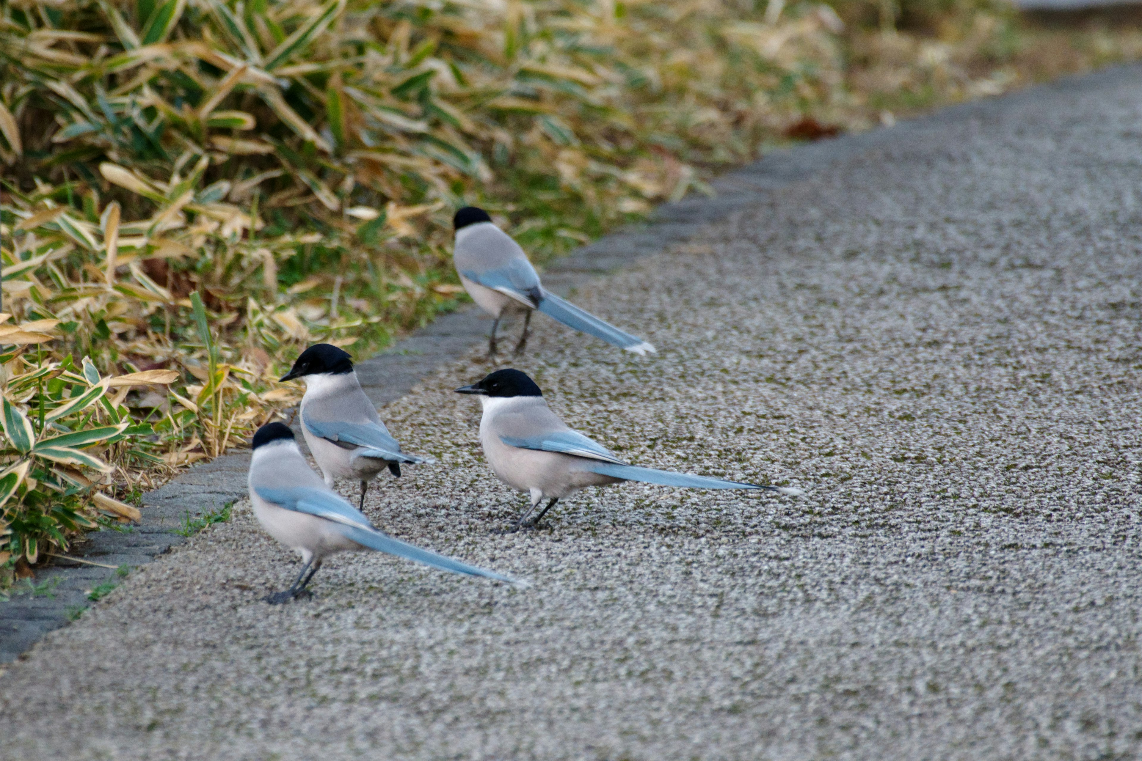 Aves con colas azules caminando por un camino