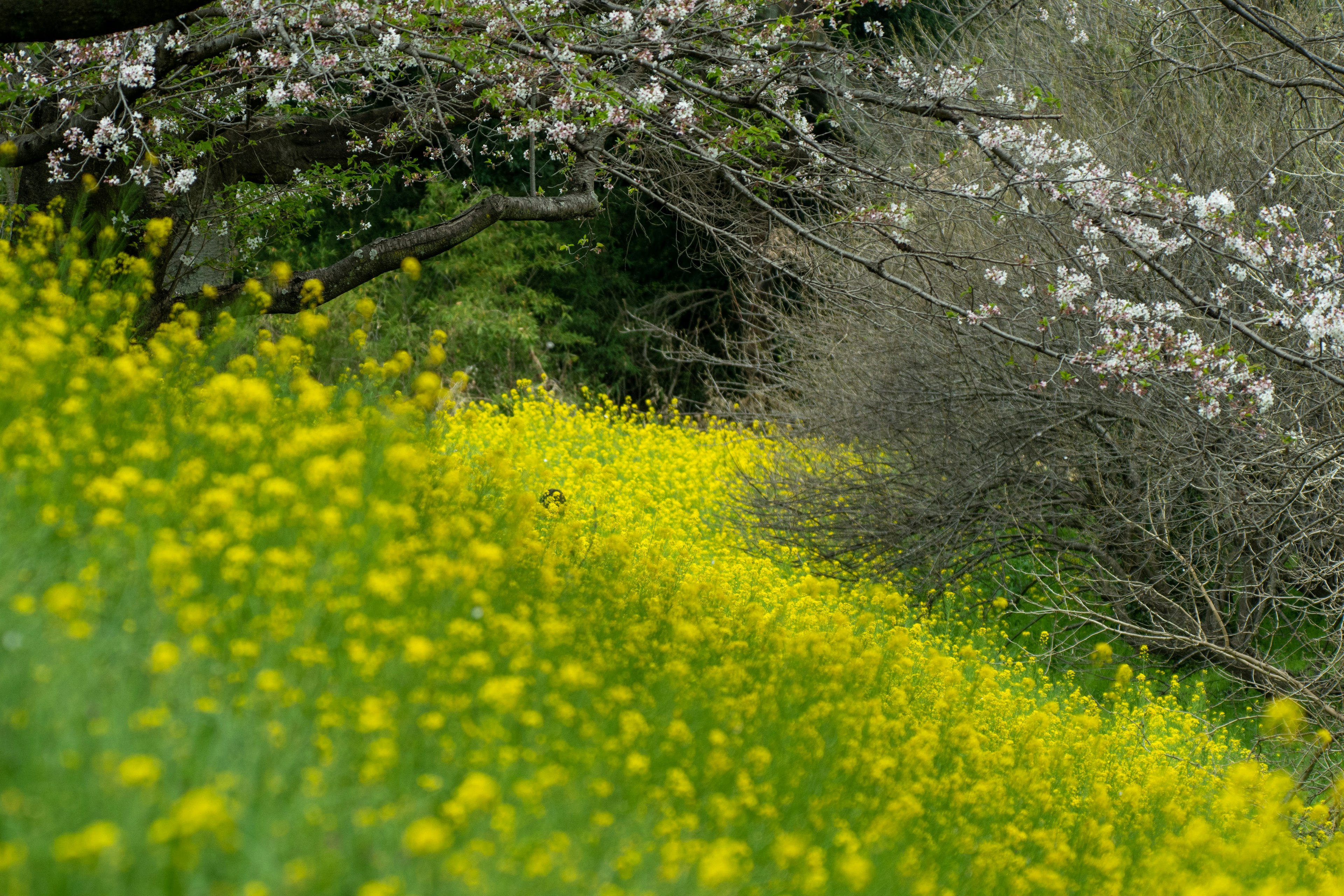 Leuchtende gelbe Blumen neben blühenden Kirschbäumen