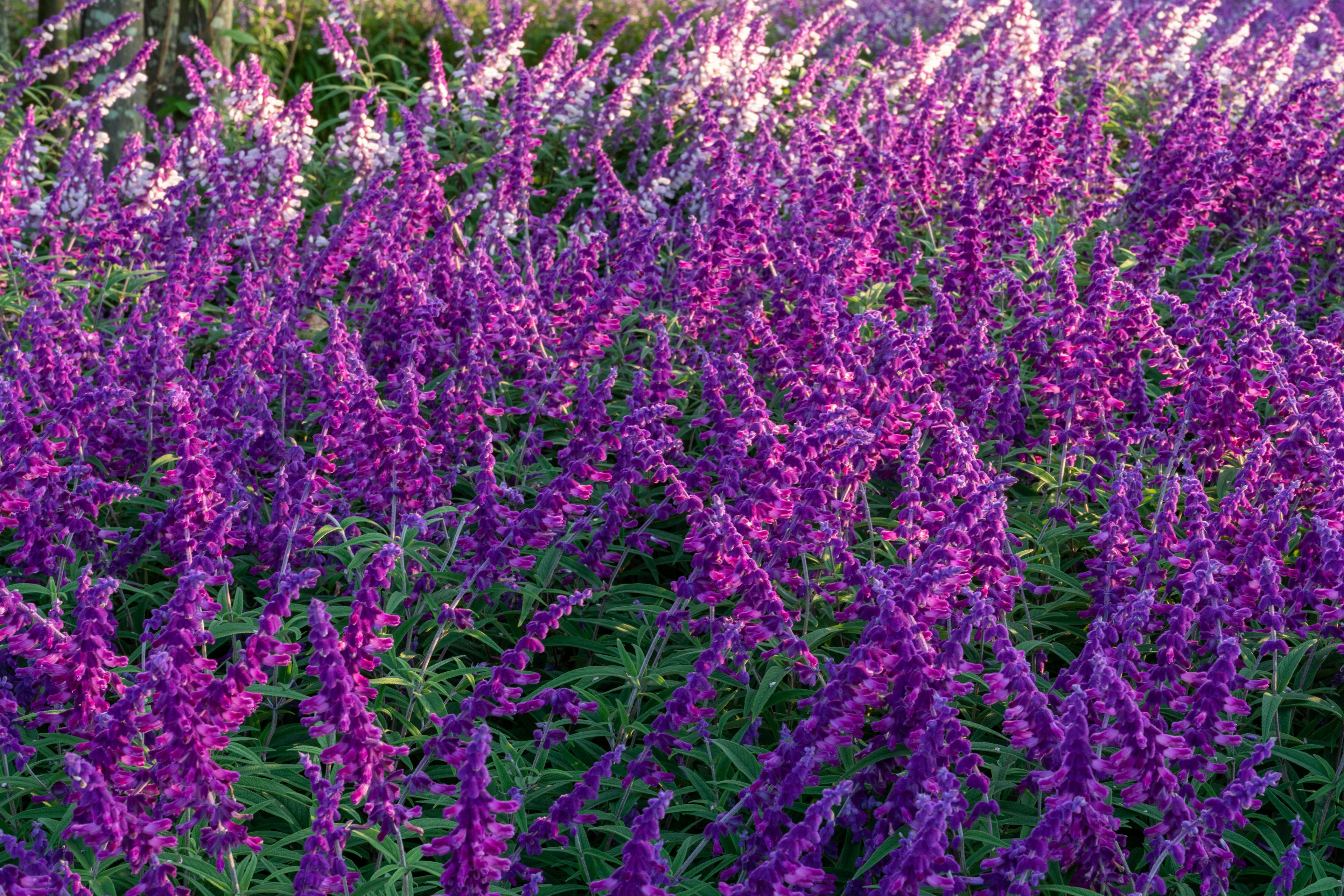 Paysage magnifique avec des fleurs violettes en fleurs