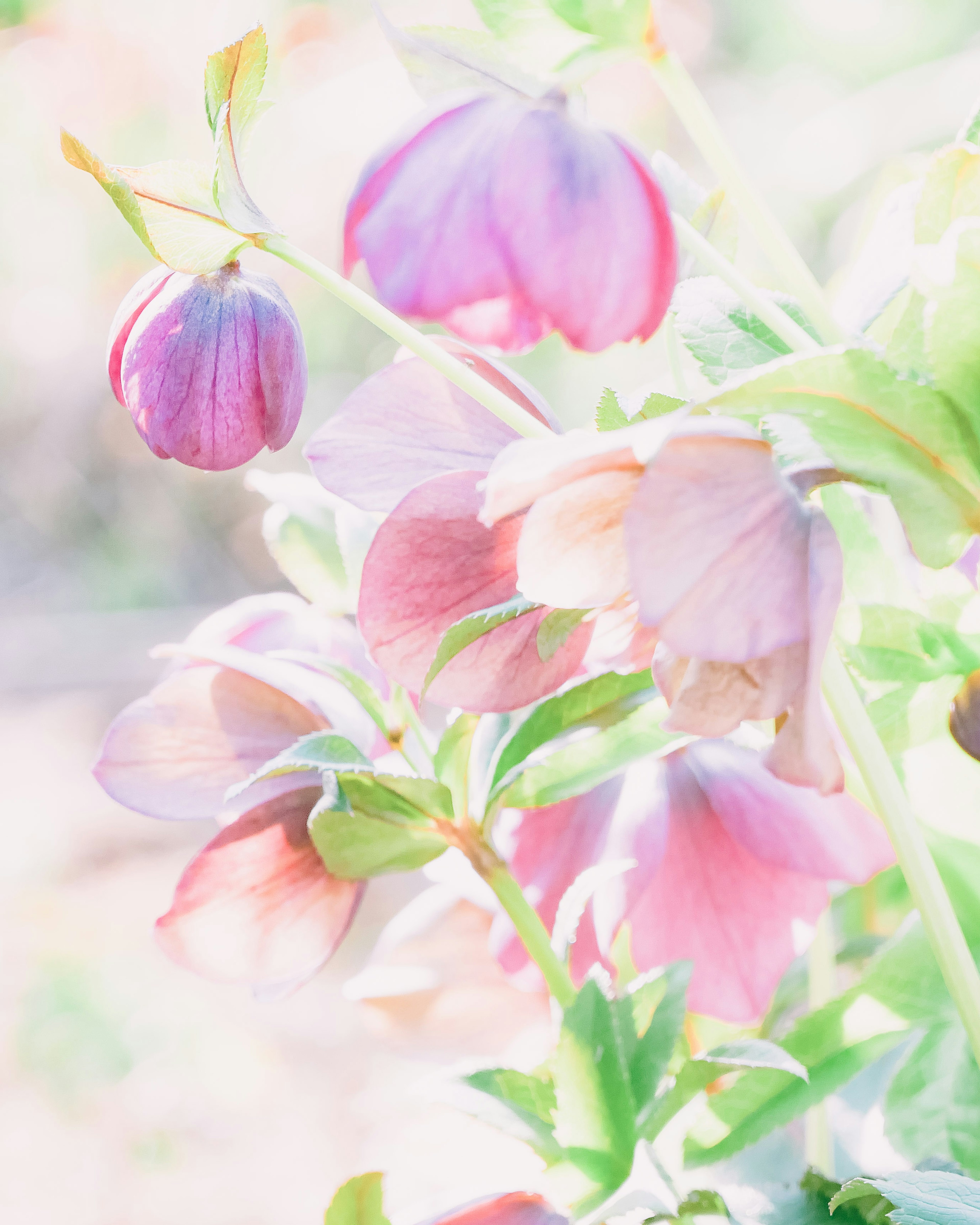 淡い色合いの花々が咲いているイメージ