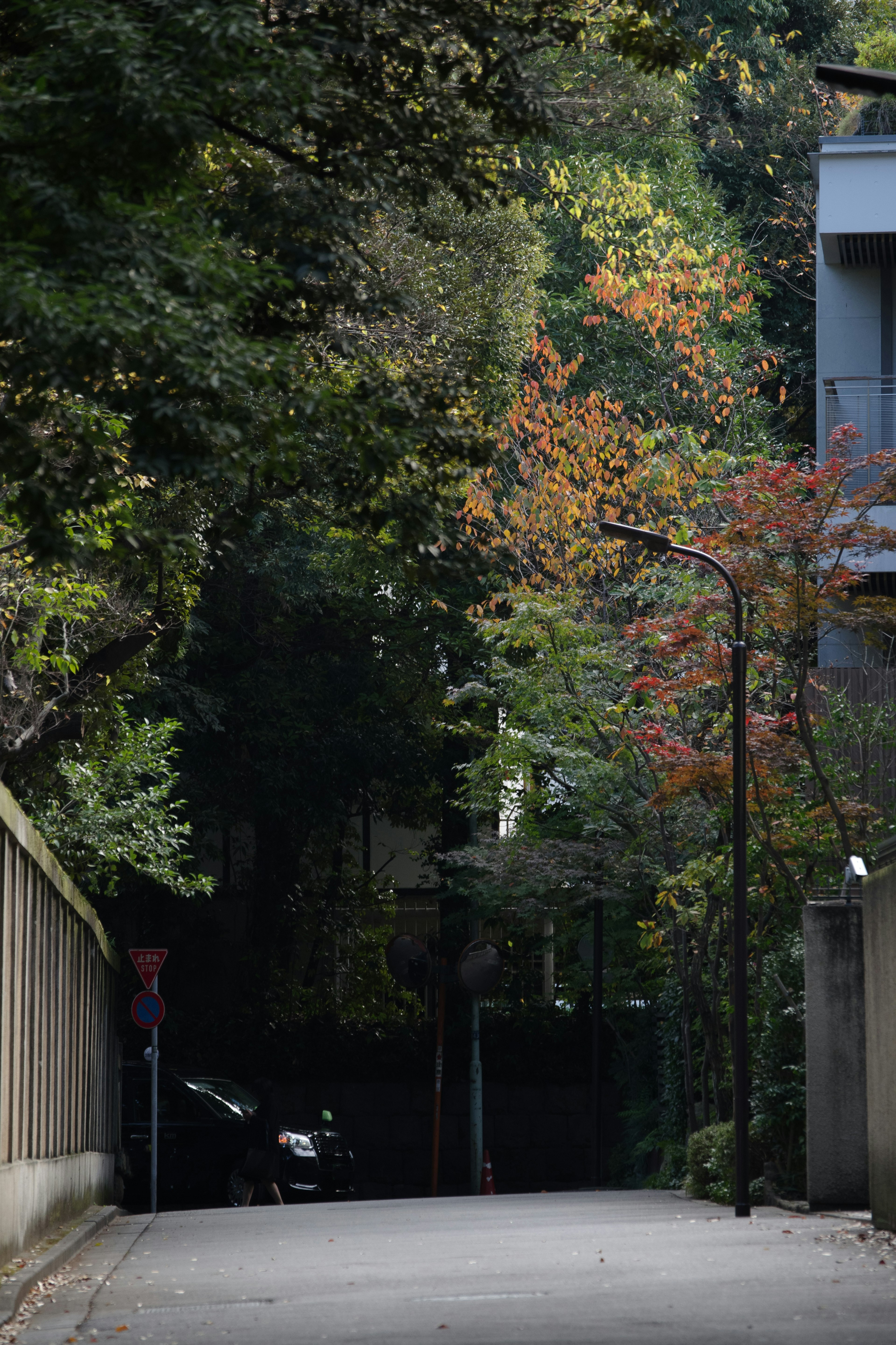 Ruhiger Weg umgeben von üppigem Grün herbstliche Farben sichtbar