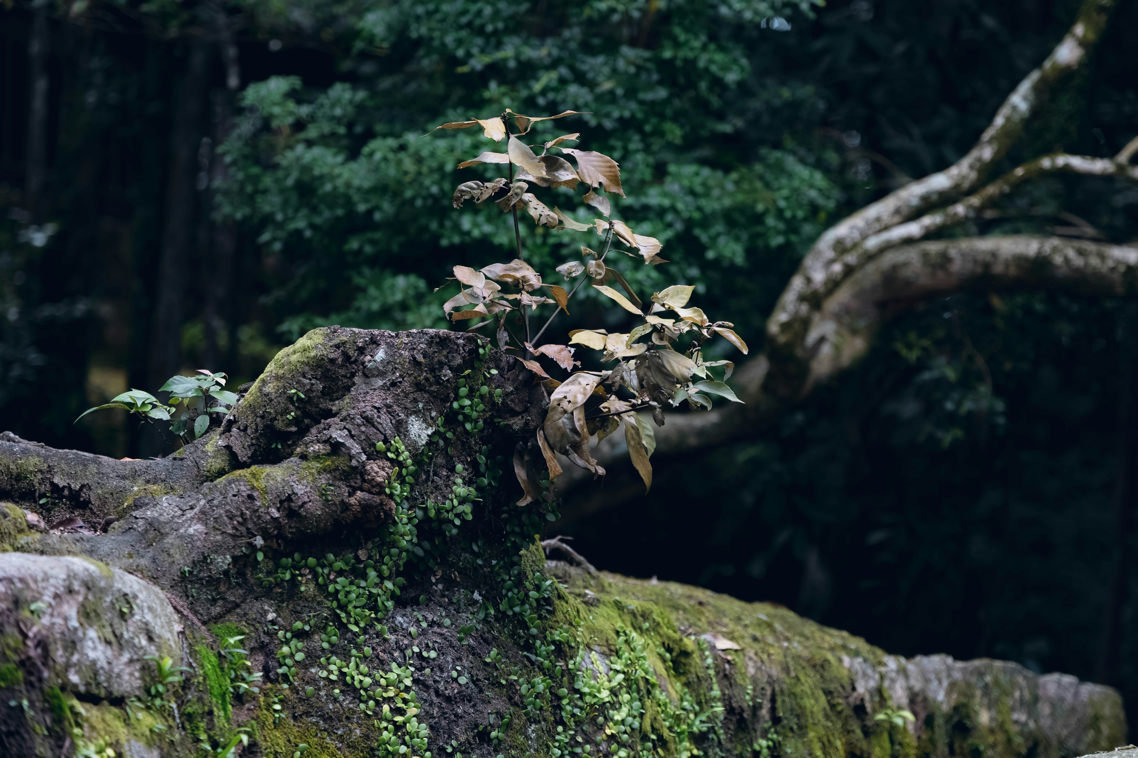 小植物生長在覆蓋苔蘚的樹根上，周圍環繞著綠色植物