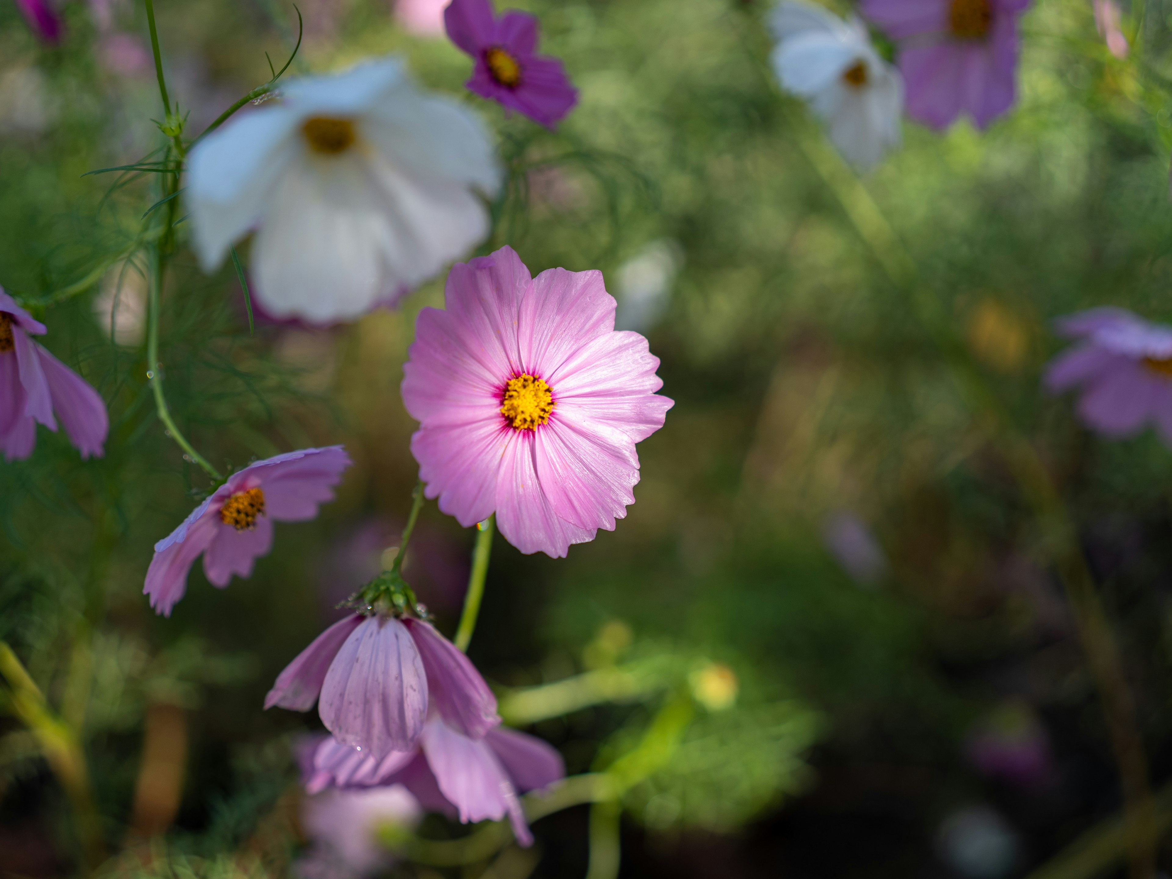 Scena di giardino con fiori rosa e bianchi