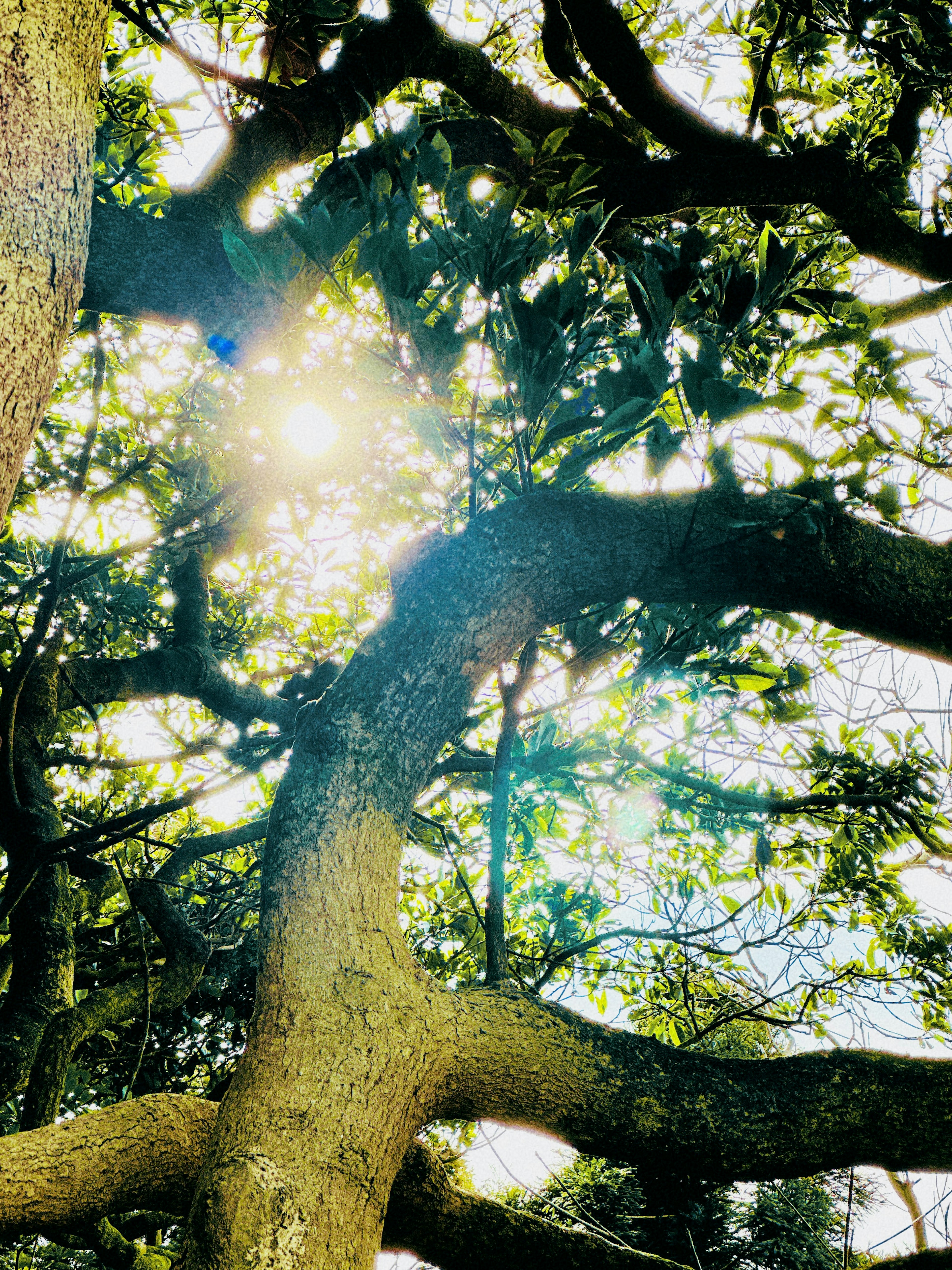 Sunlight filtering through green leaves and tree branches