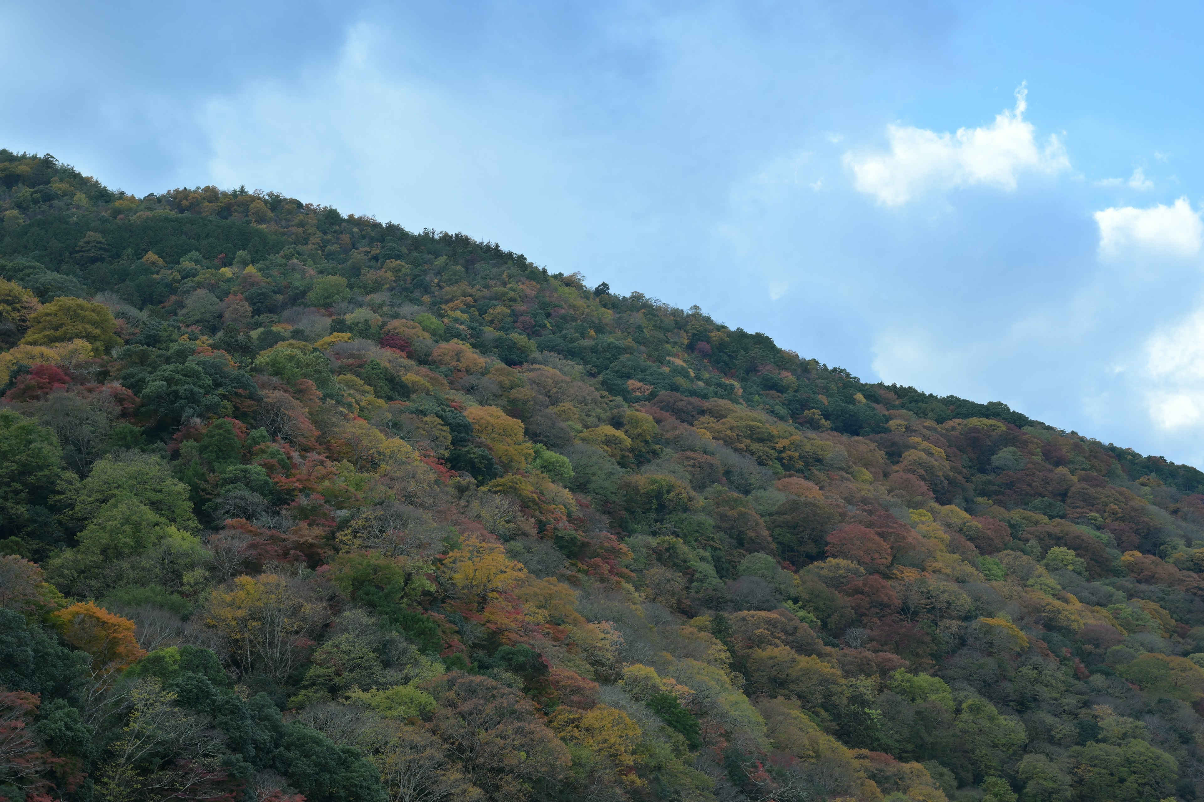 色とりどりの木々が広がる山の風景