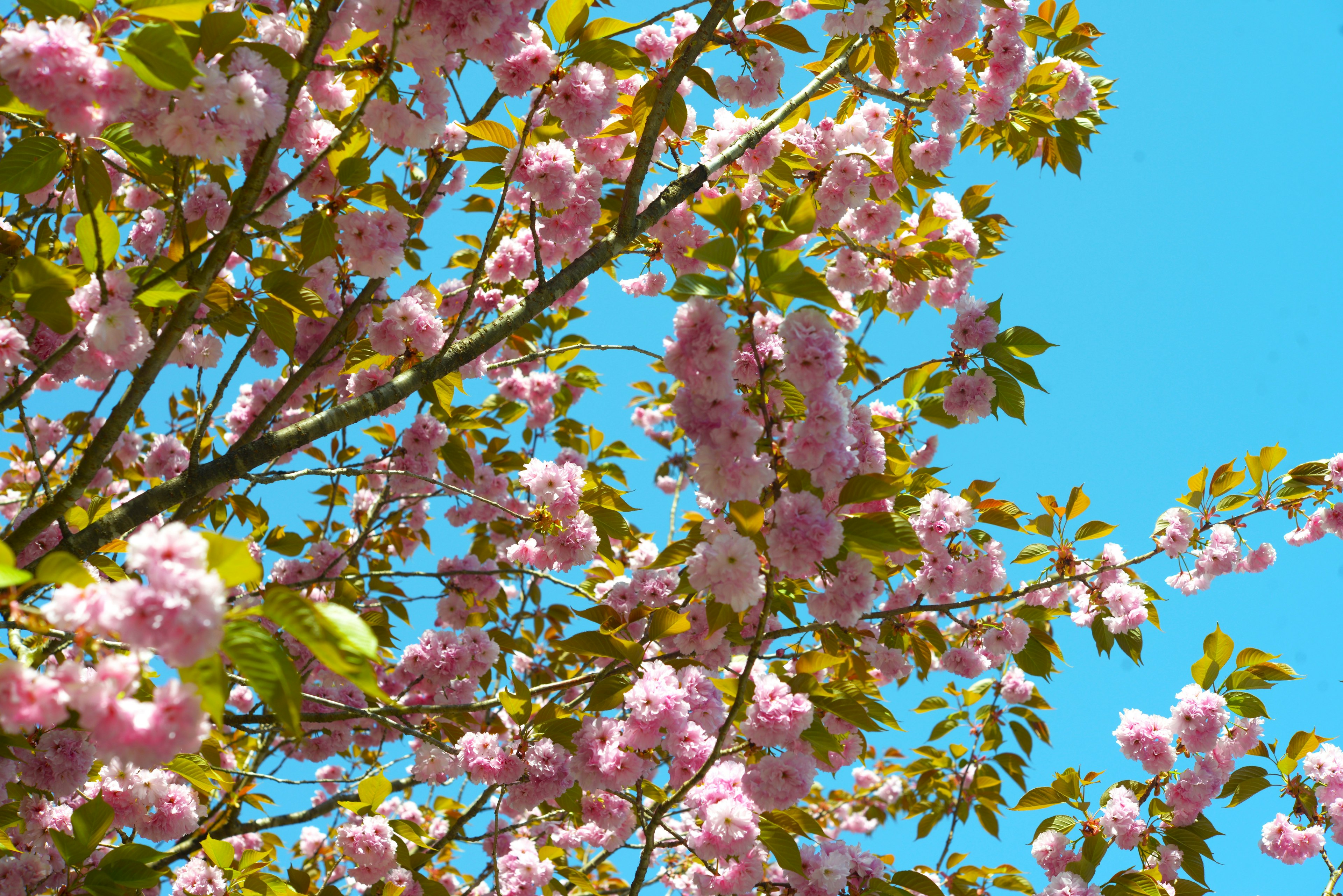 Flores de cerezo rosas y hojas verdes contra un cielo azul brillante