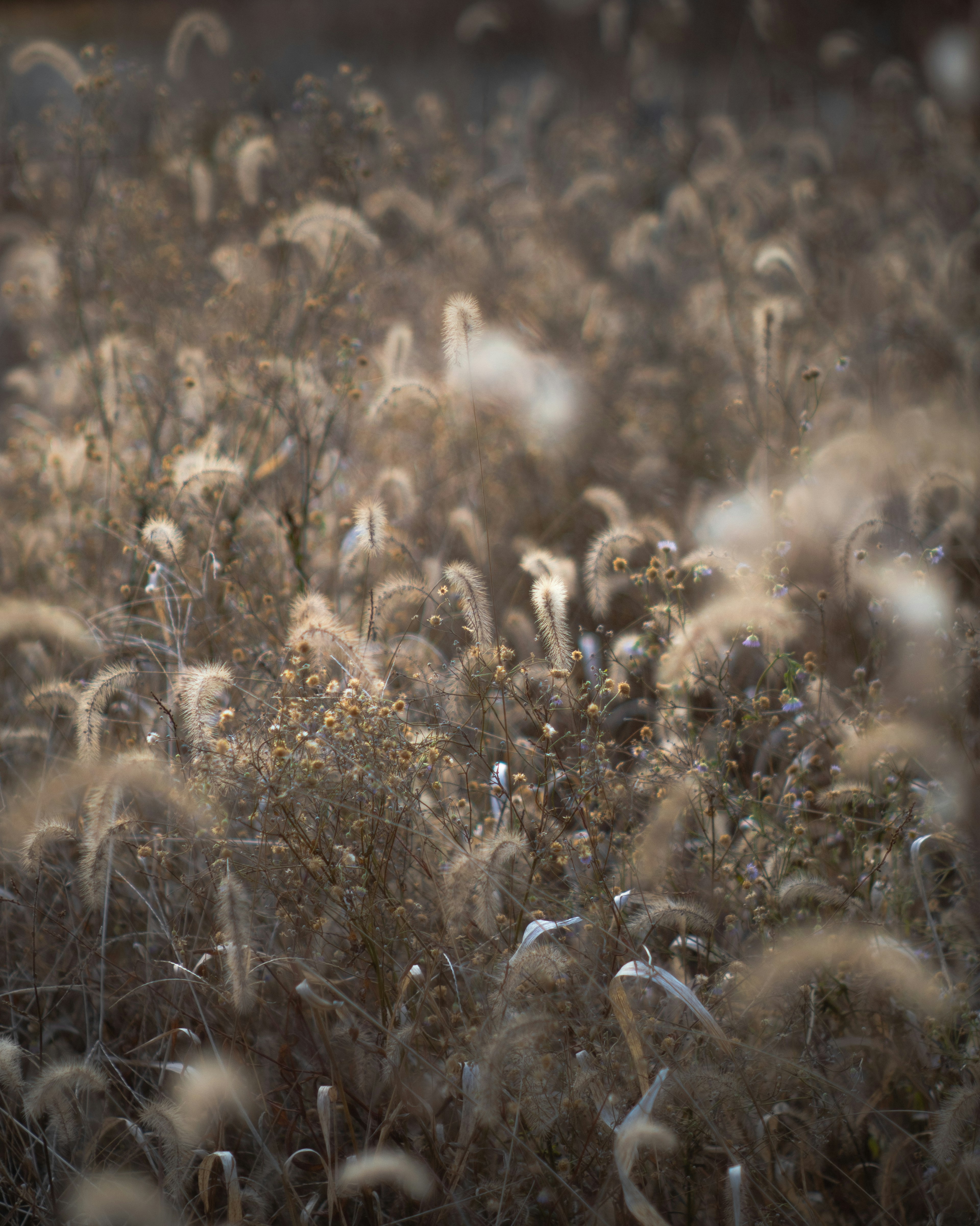 A soft-colored field filled with swaying grasses and flower heads