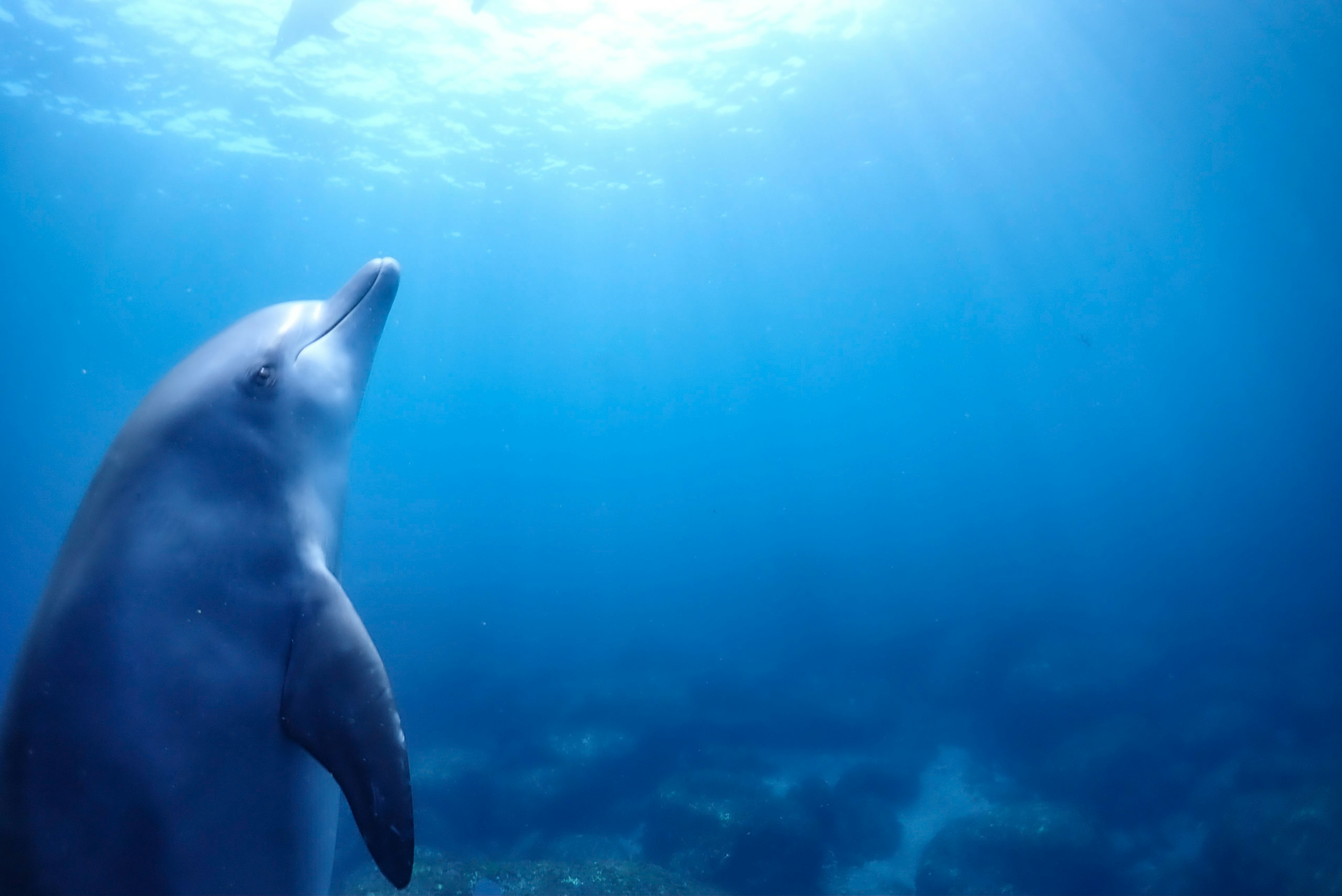 Un dauphin nageant dans un océan bleu avec la lumière du soleil filtrant à travers l'eau