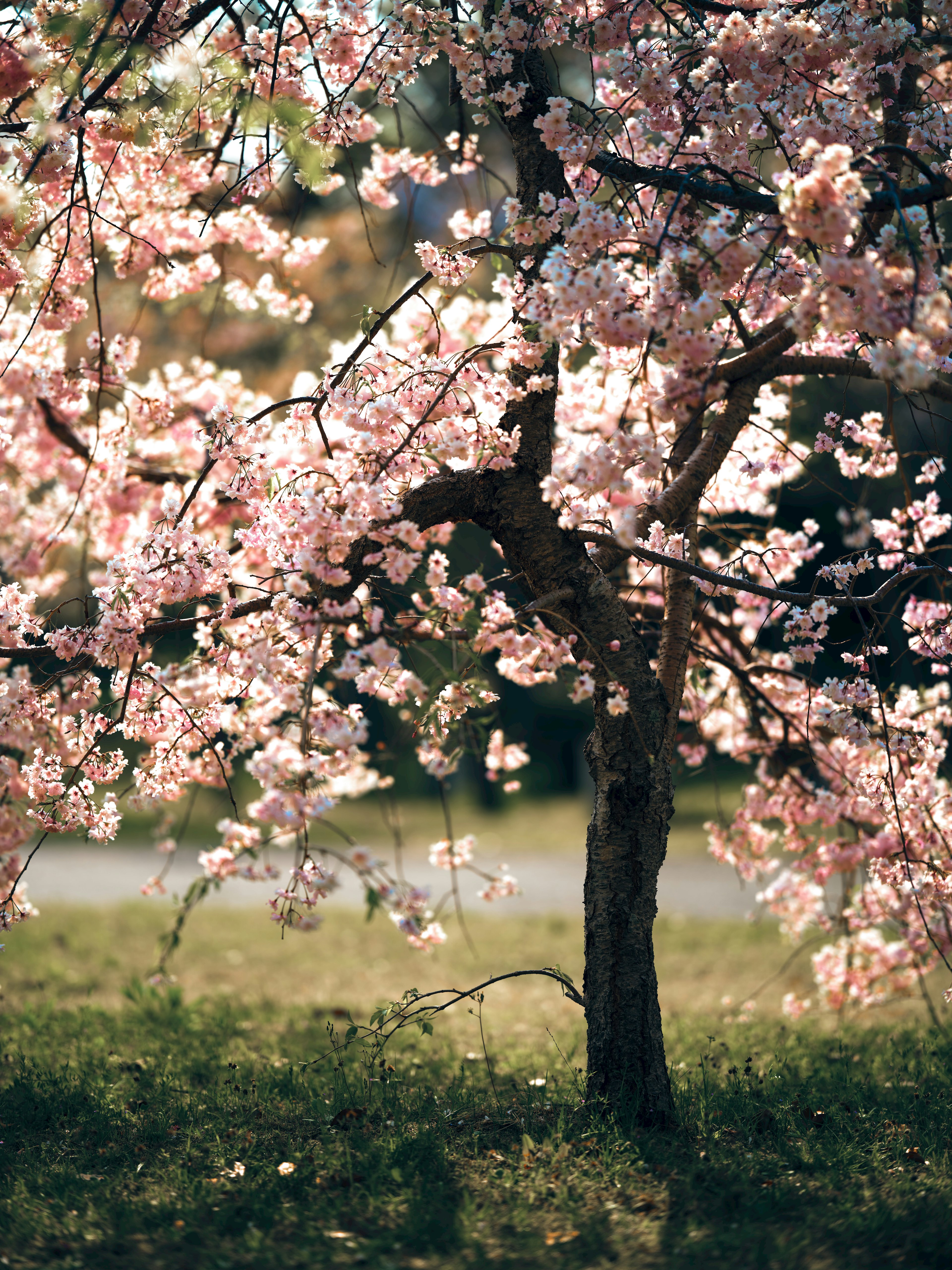 Pohon indah dengan bunga sakura yang mekar