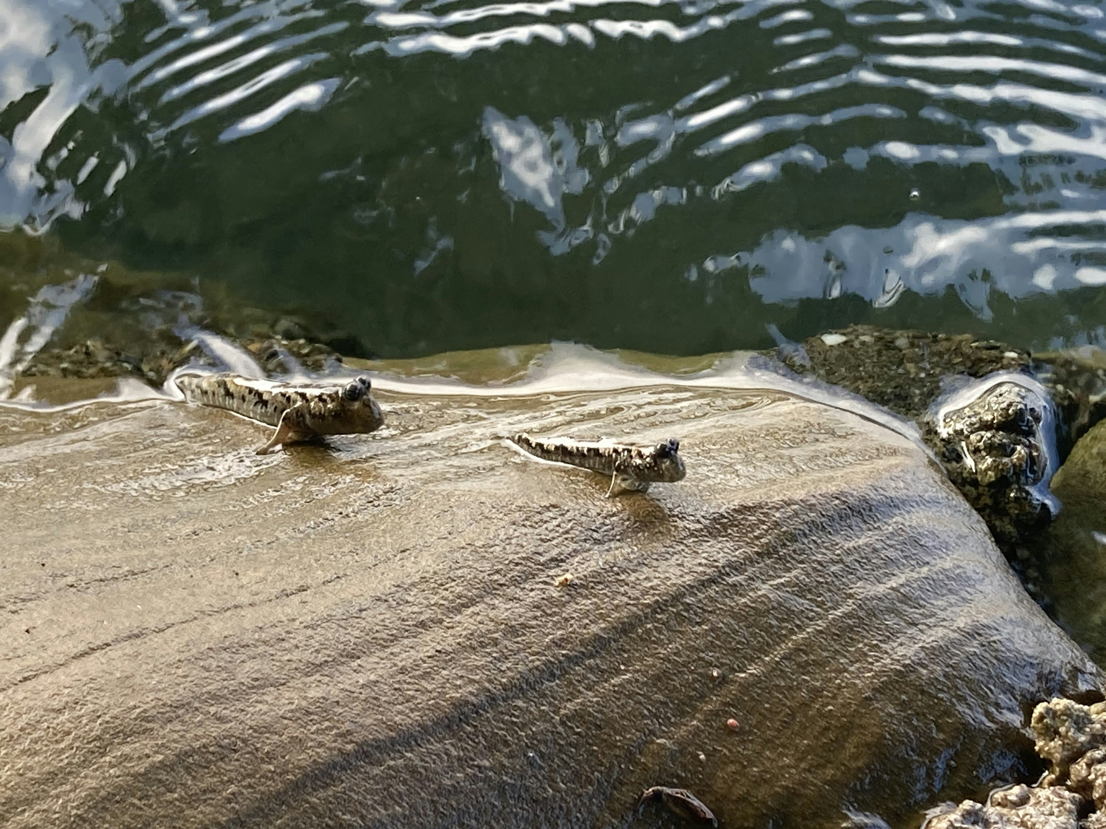 Zwei seepferdchenartige Kreaturen auf einem Felsen am Wasser