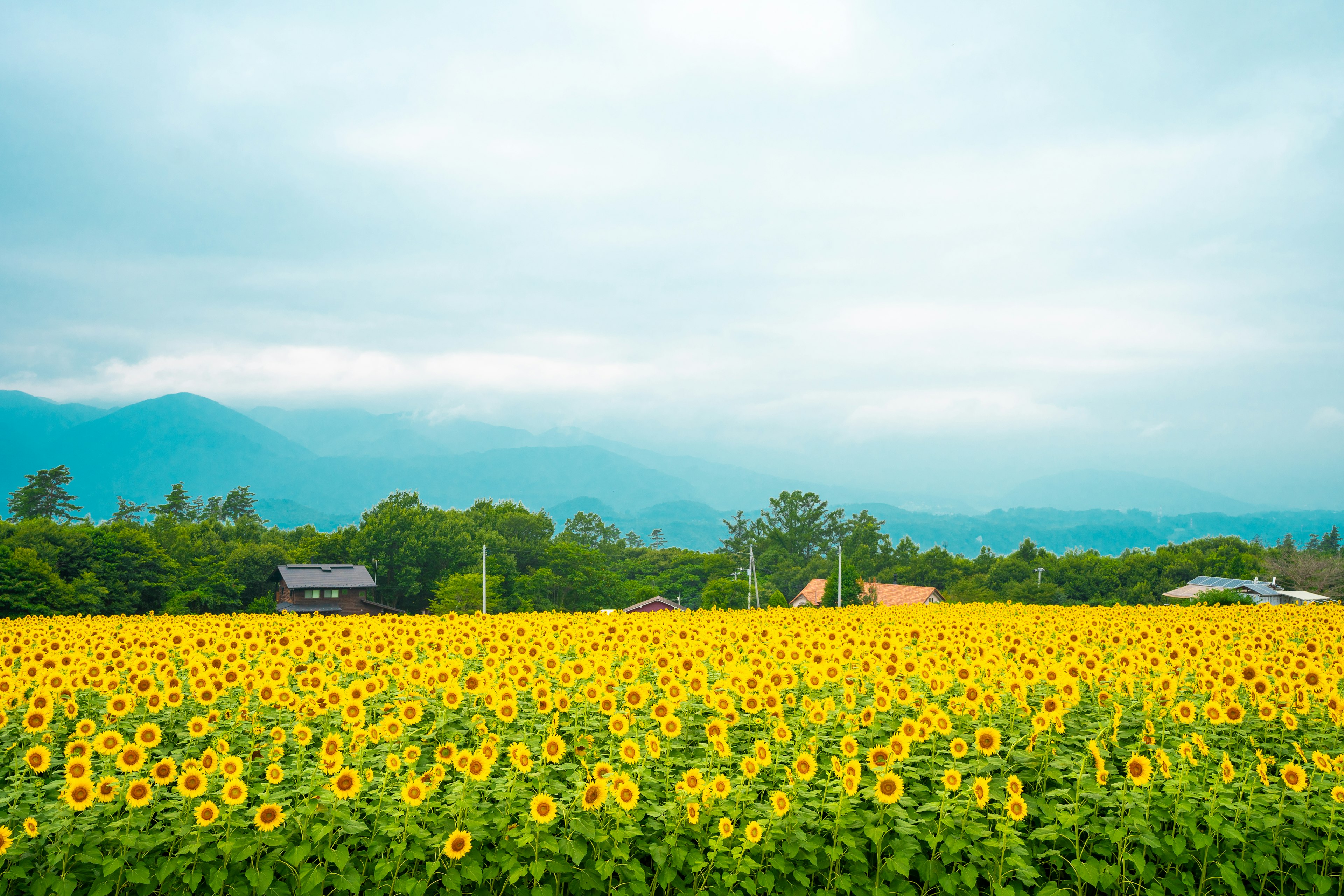 ทุ่งดอกทานตะวันกว้างใหญ่และภูเขาในพื้นหลัง