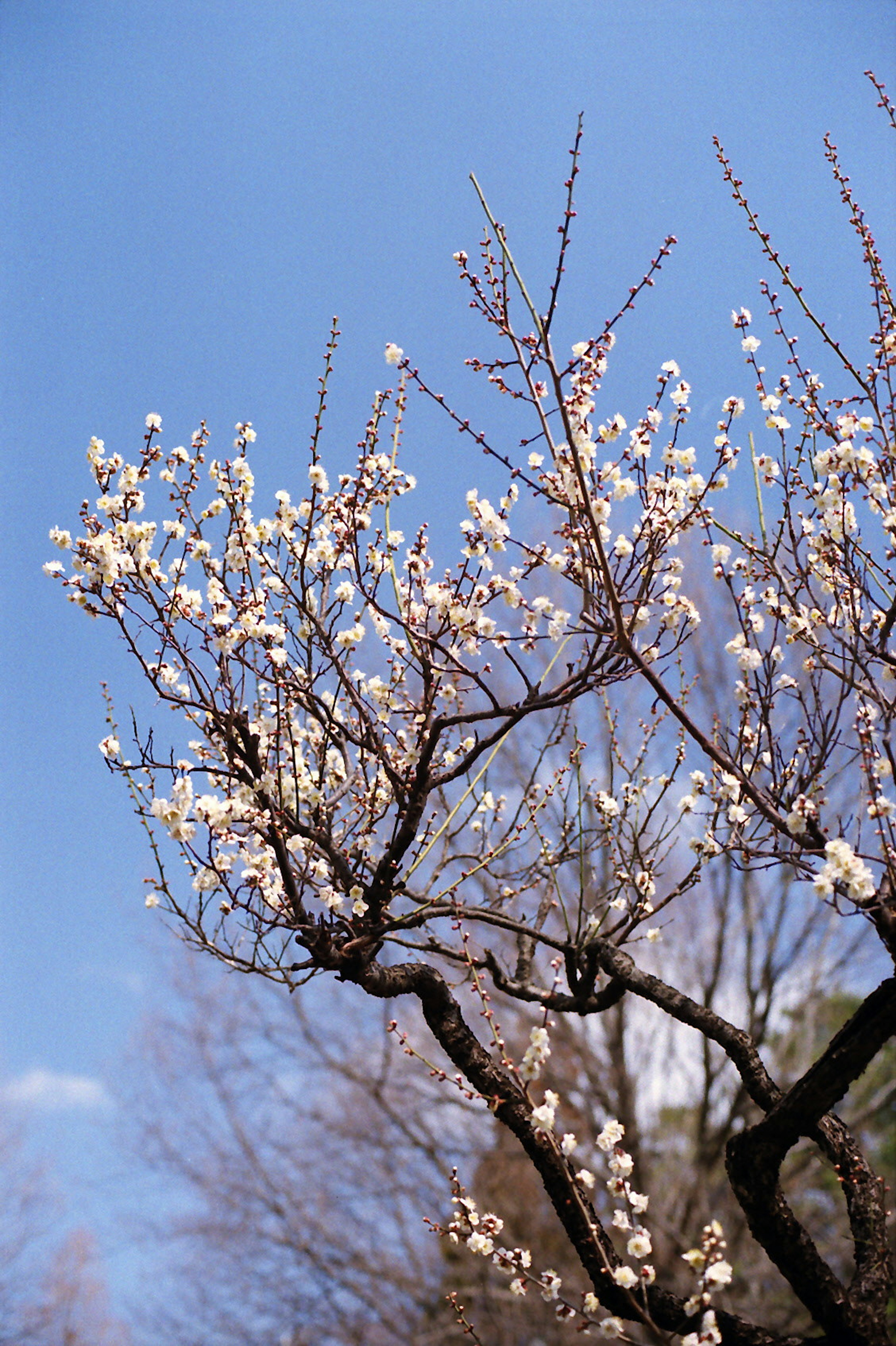 White plum blossoms blooming on branches against a blue sky