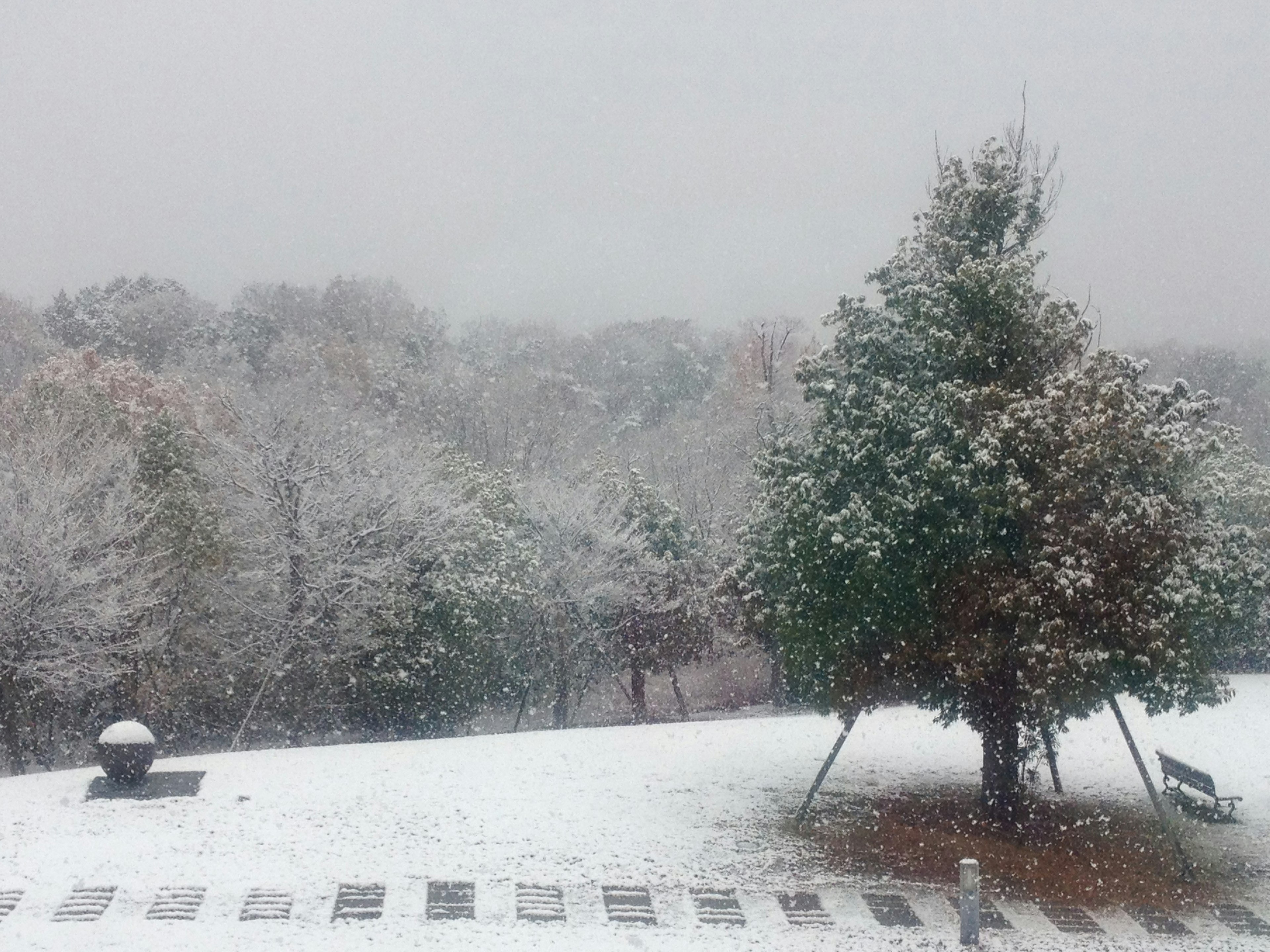 Snow-covered trees and playground in a winter park