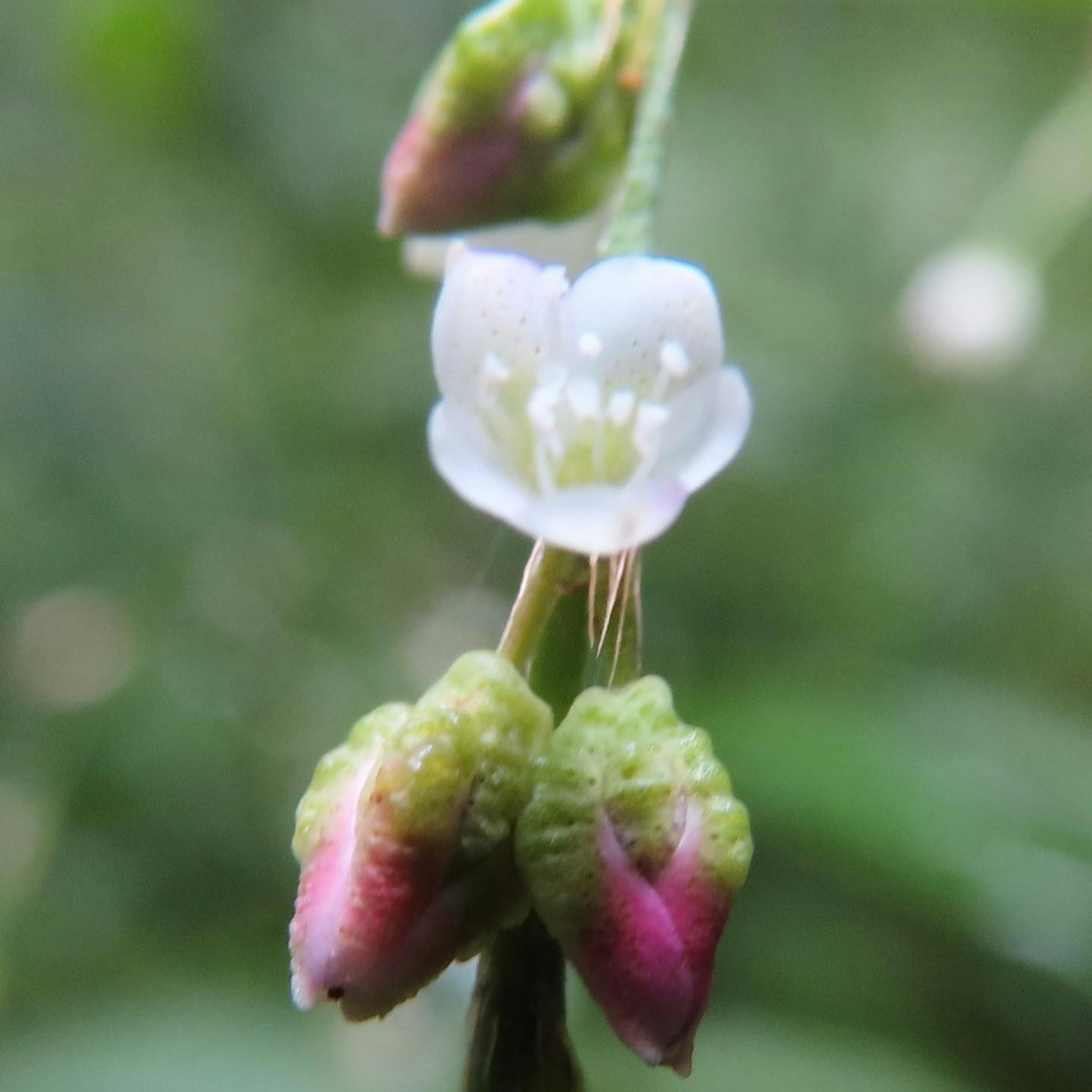 特寫植物，具有白色花朵和綠色及紅色蕾苞