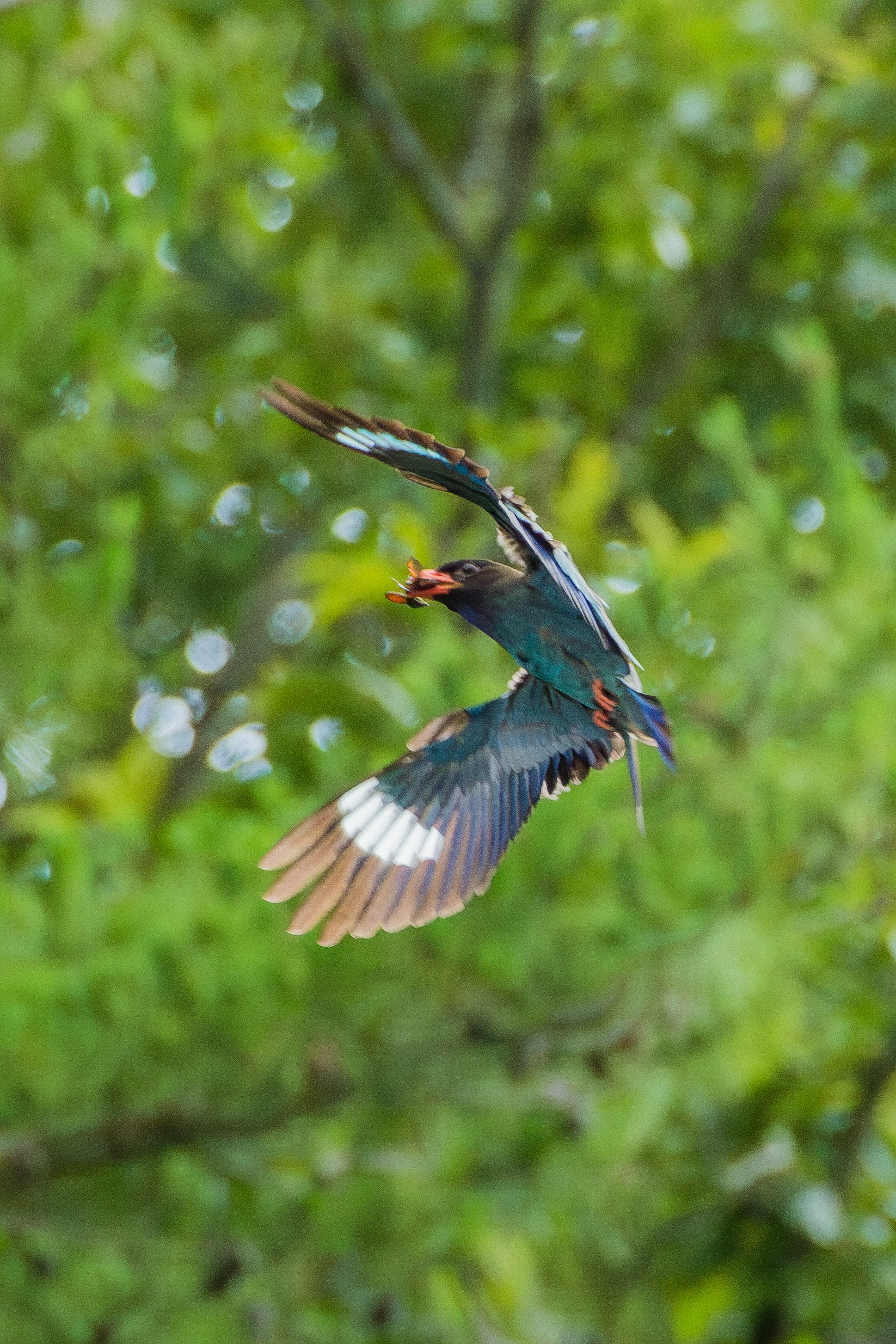 Un bel oiseau volant sur un fond vert L'oiseau a des plumes bleues et brunes et tient une proie