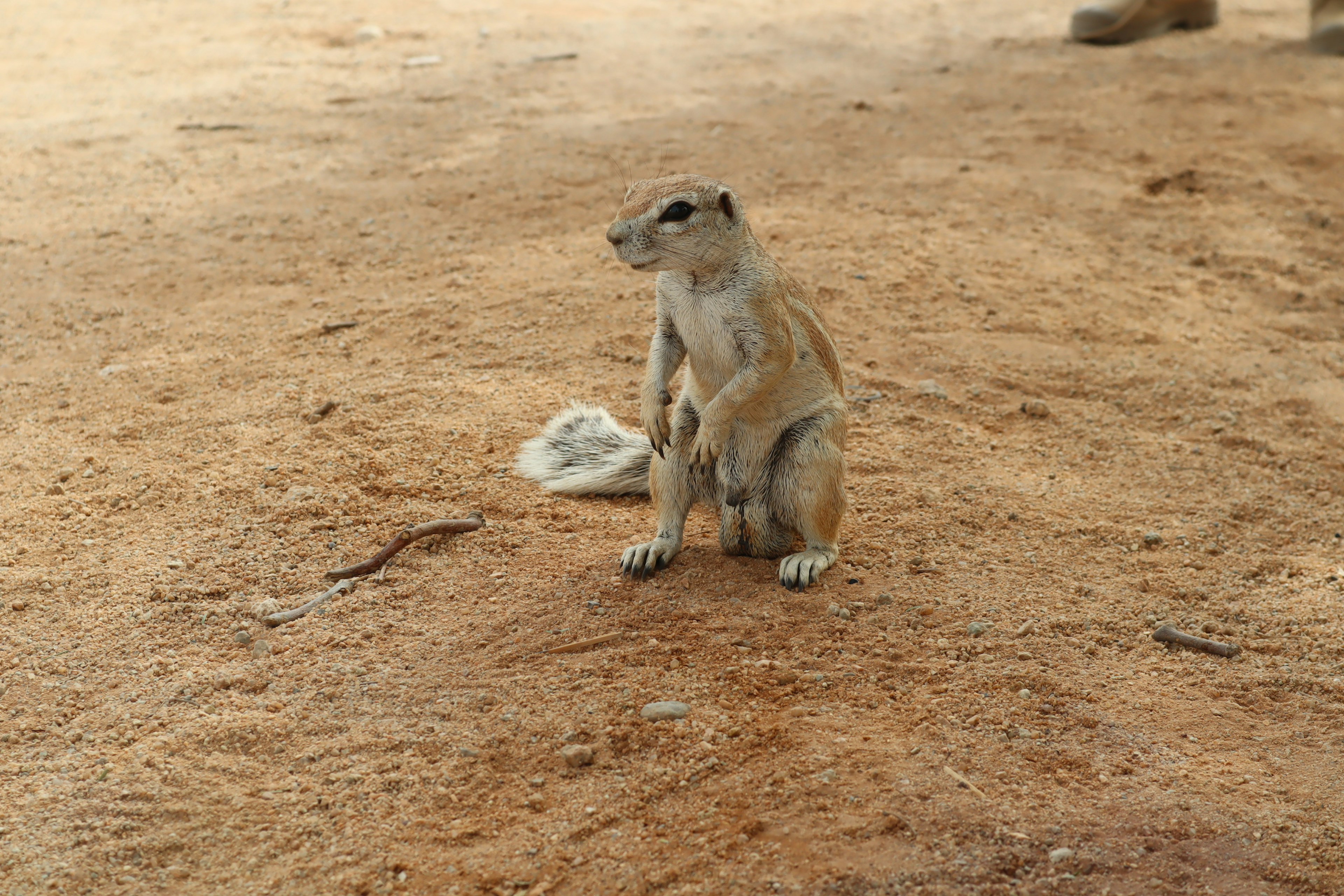 A prairie dog sitting on the ground