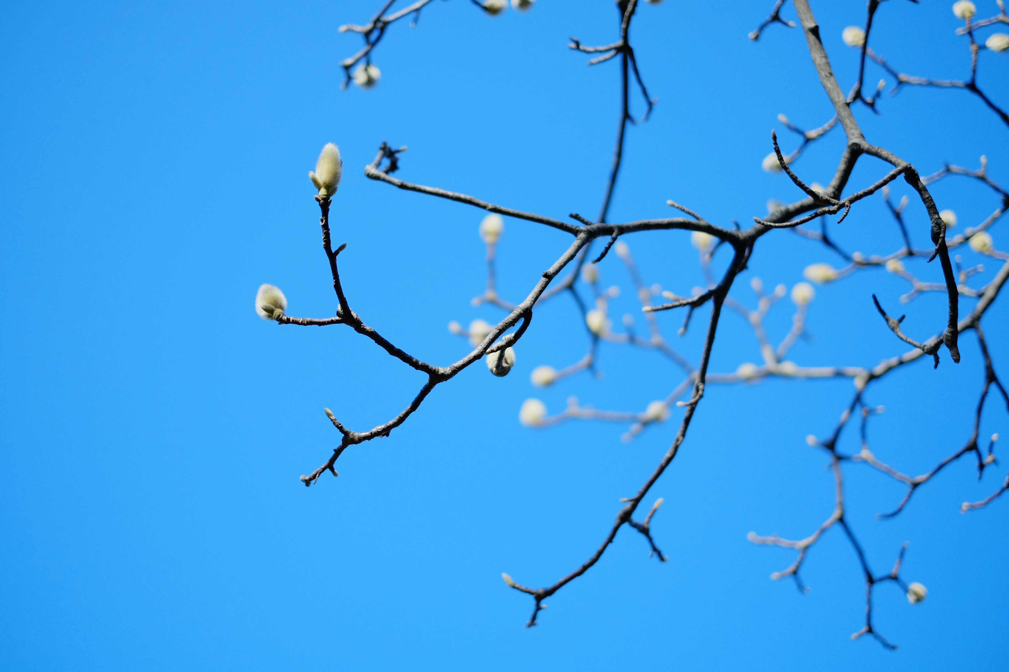 Branches with buds against a blue sky