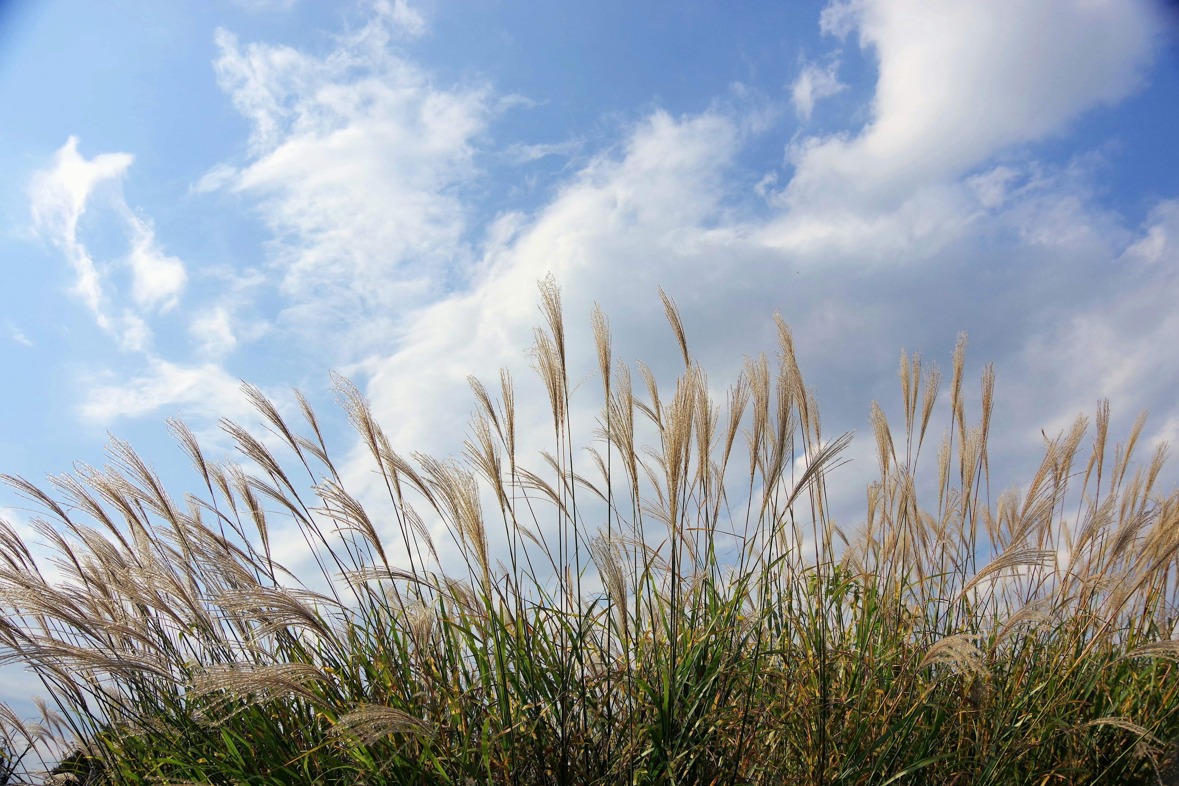 Gras mit flauschigen Samenständen, die unter einem blauen Himmel schwingen