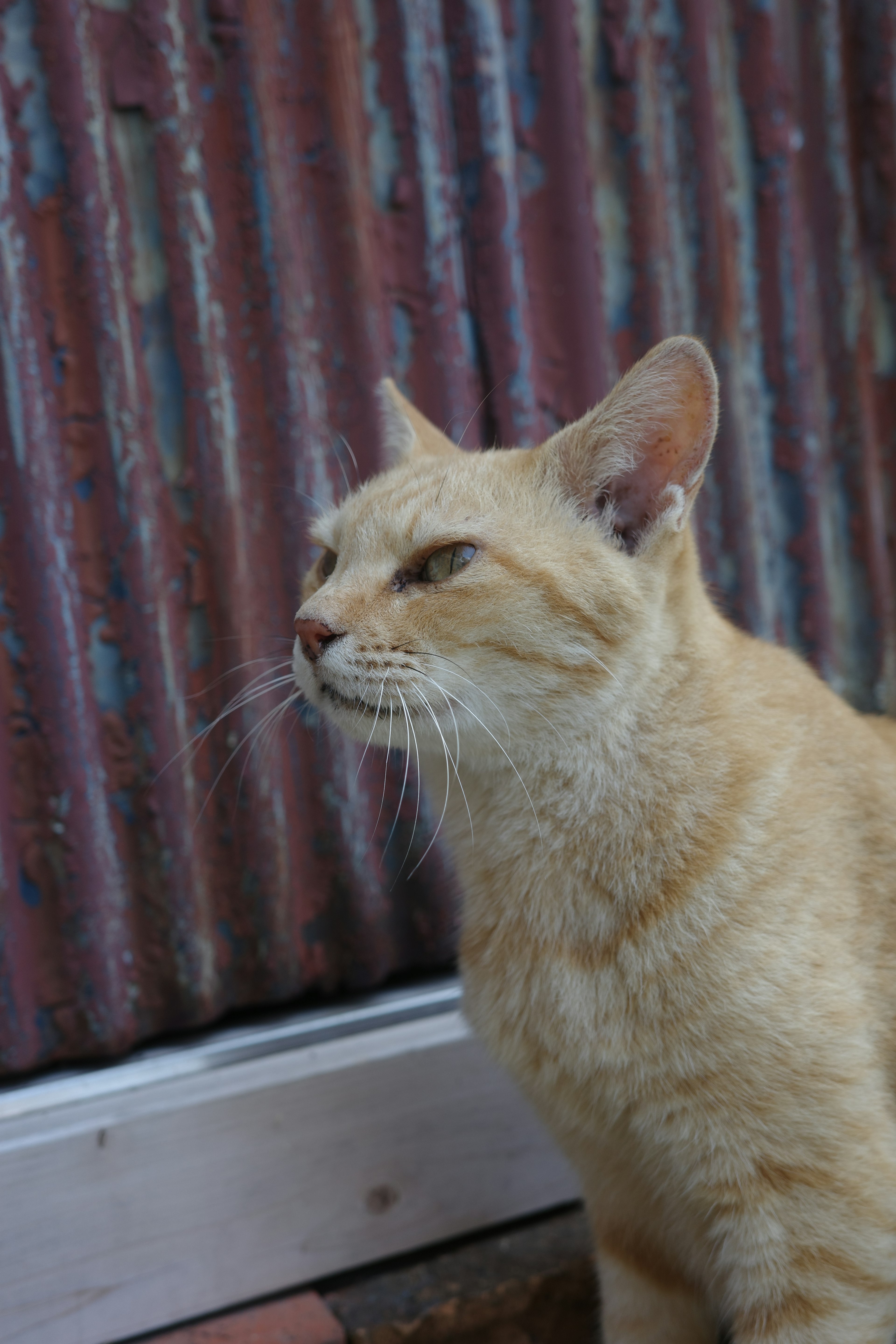 Un gatto arancione chiaro che guarda di lato davanti a un muro di metallo rosso invecchiato