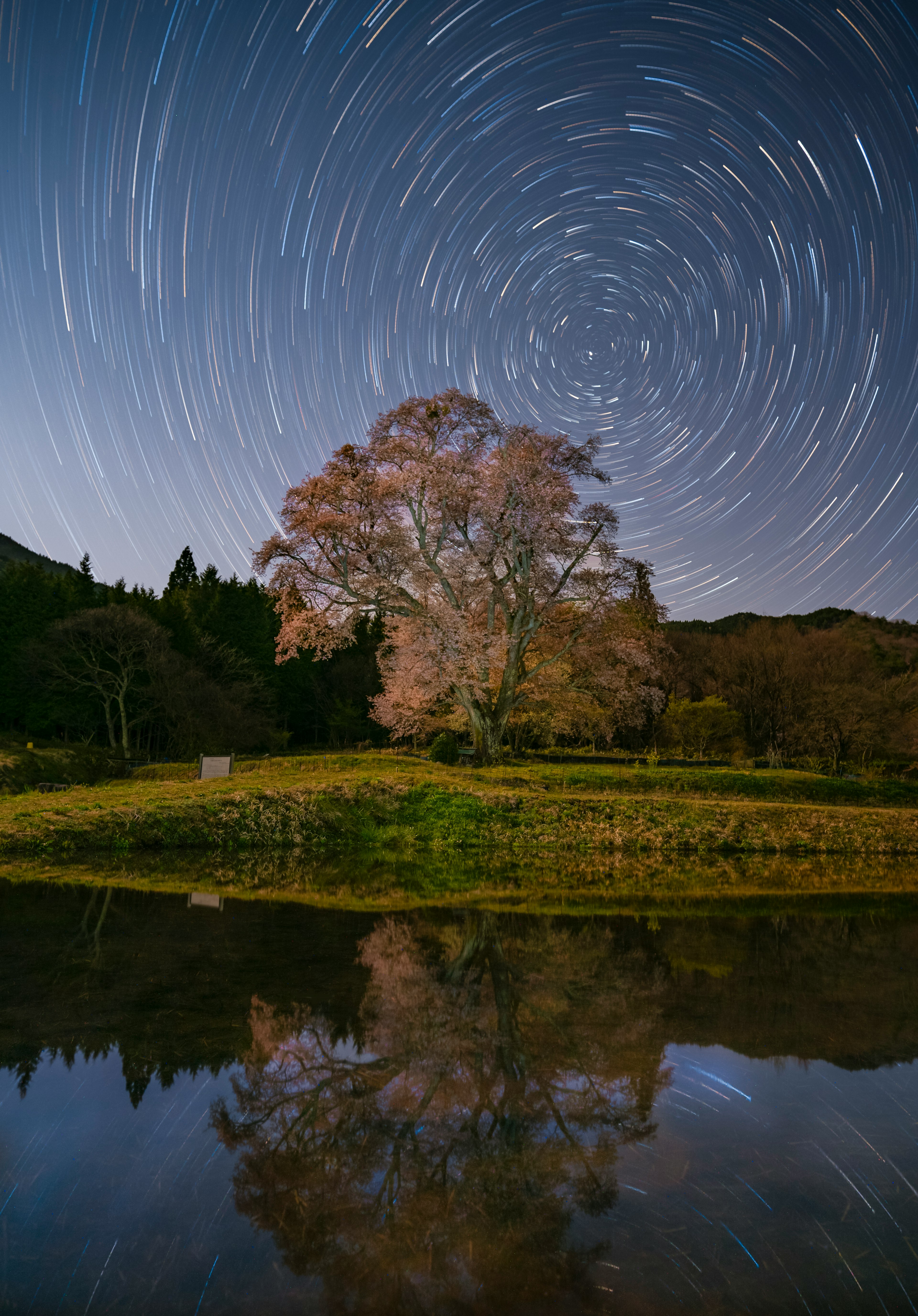 Un paesaggio sereno con un albero di ciliegio e tracce di stelle nel cielo notturno