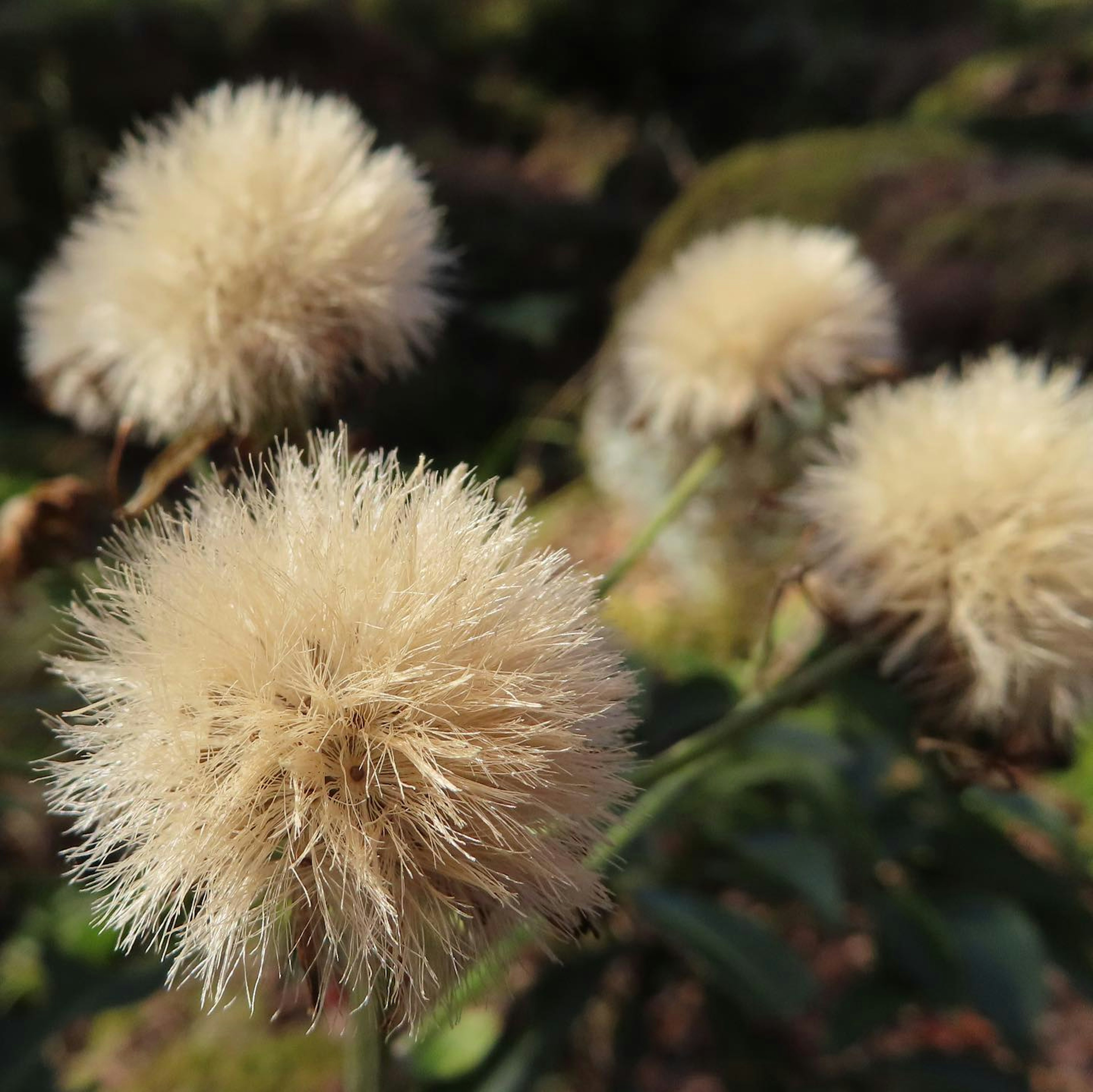 Groupe de fleurs blanches duveteuses dans un cadre naturel