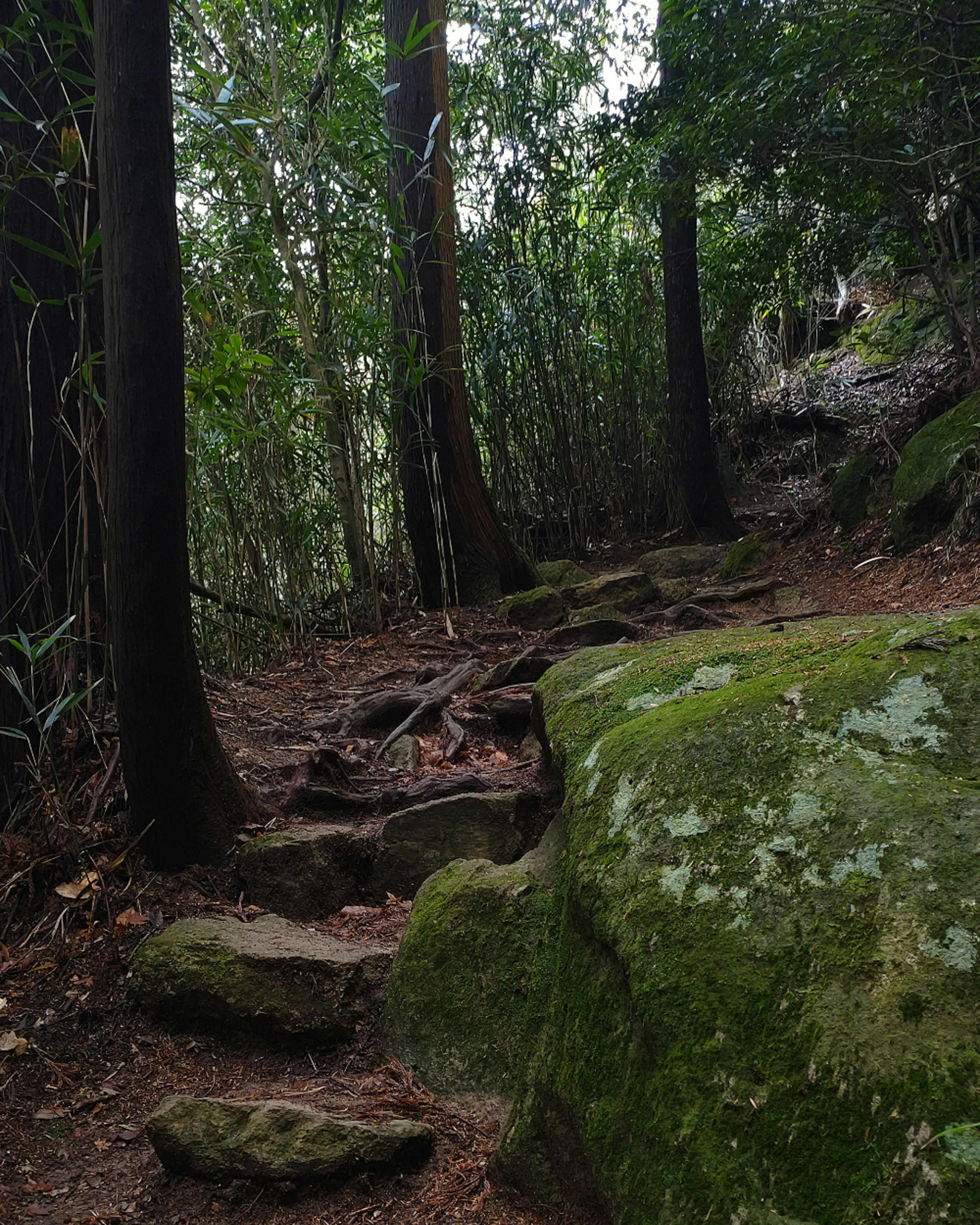 緑に覆われた道を進む森の風景 岩に苔が生えている