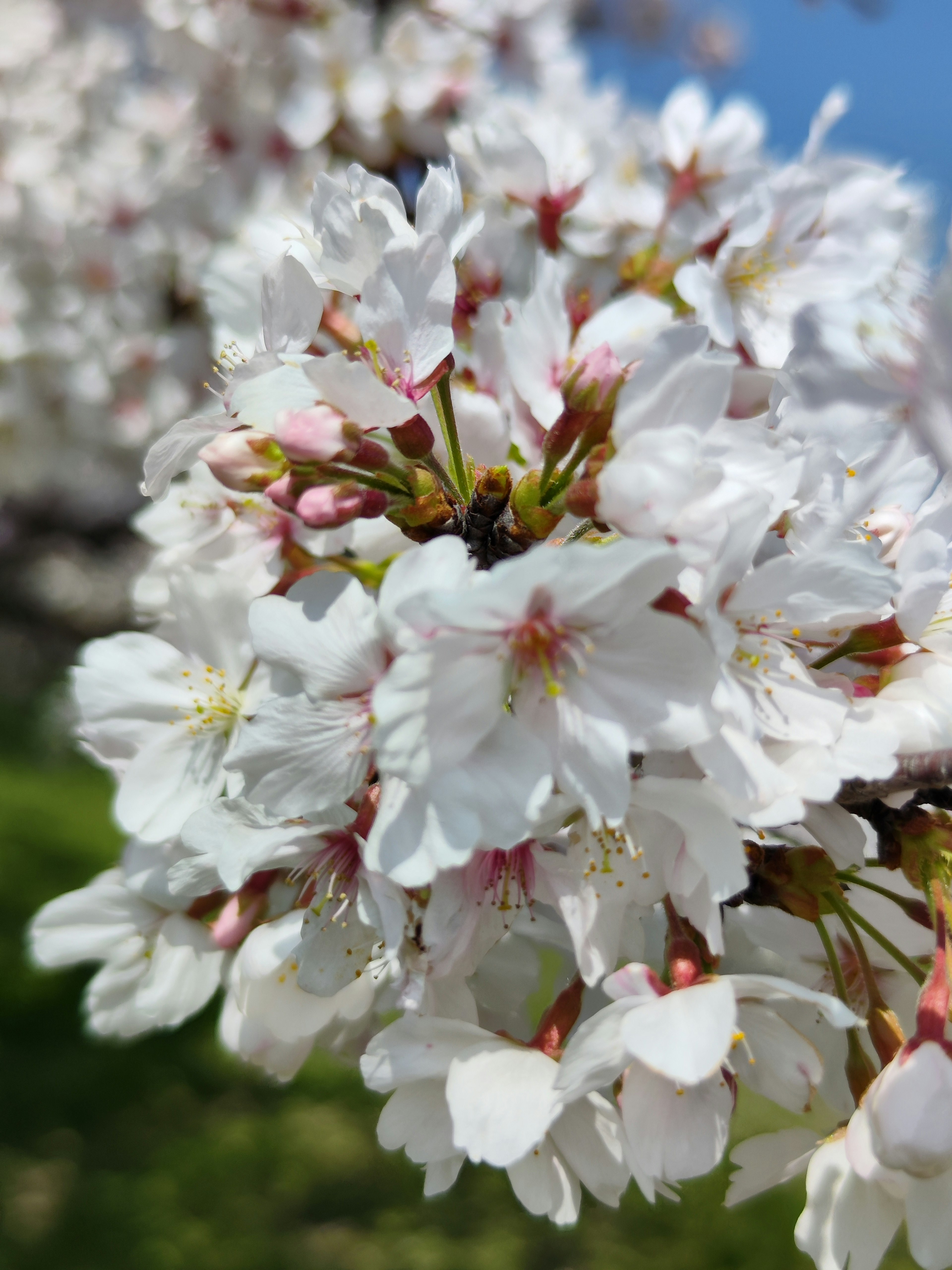 Kedekatan bunga sakura dengan kelopak putih dan tunas merah muda