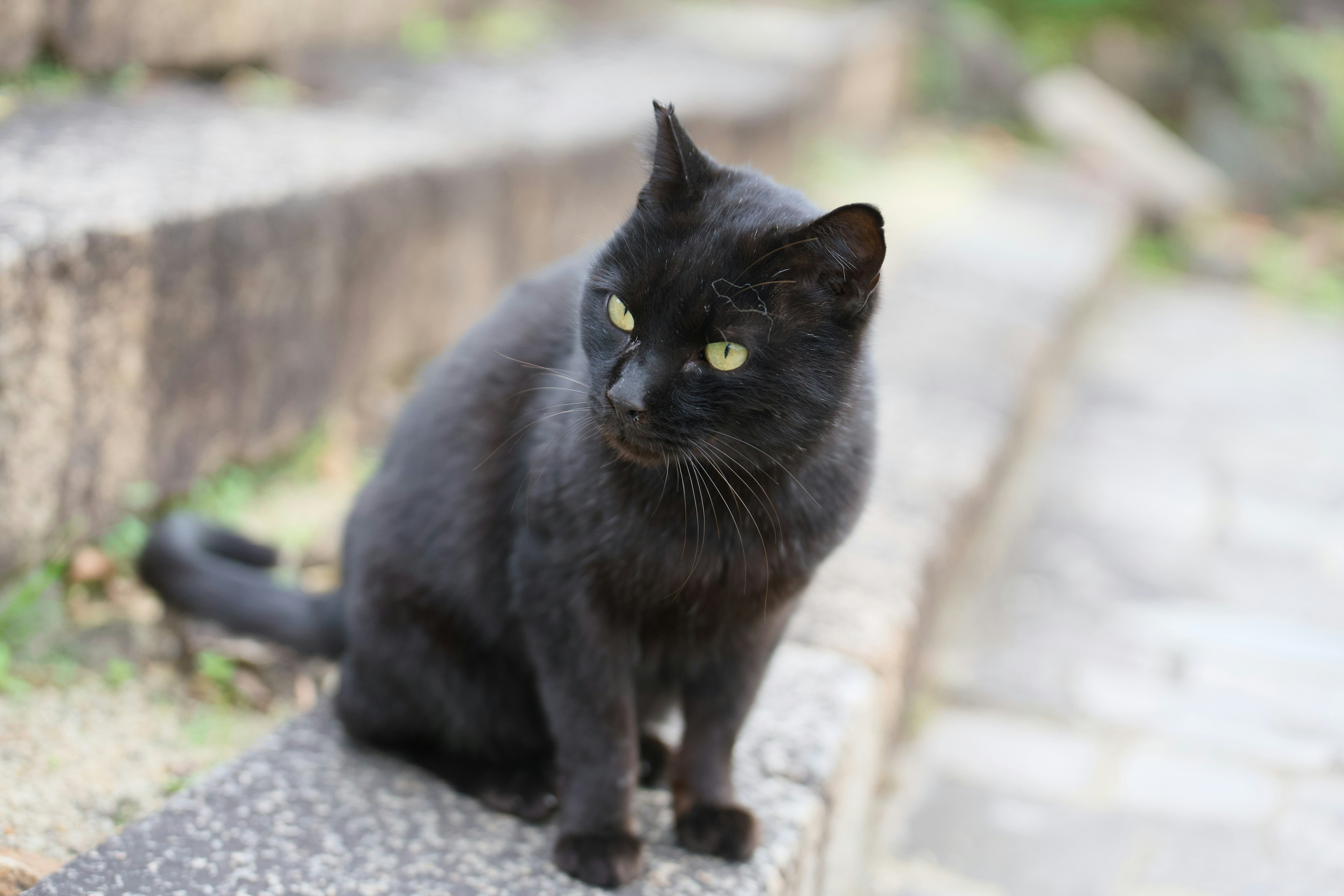 黒猫が階段の横に座っている