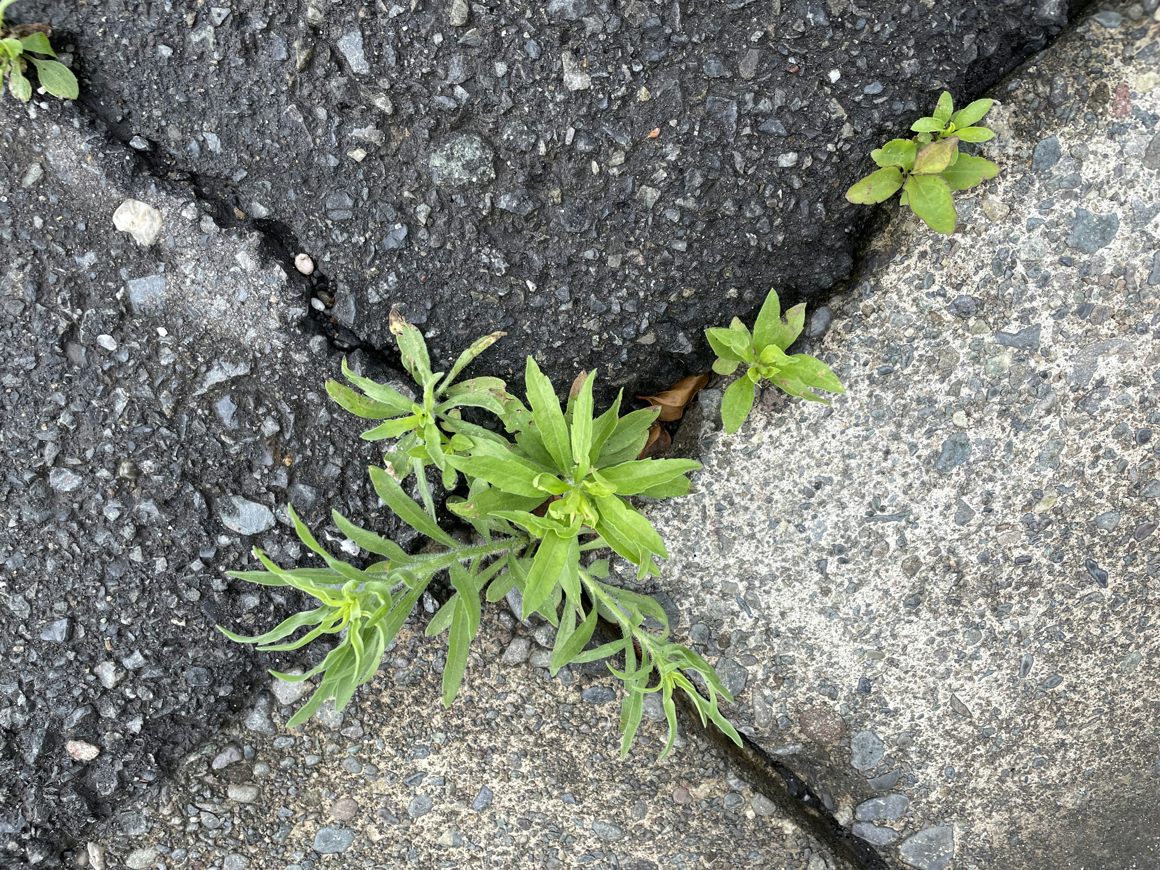 Green plants growing between pavement cracks