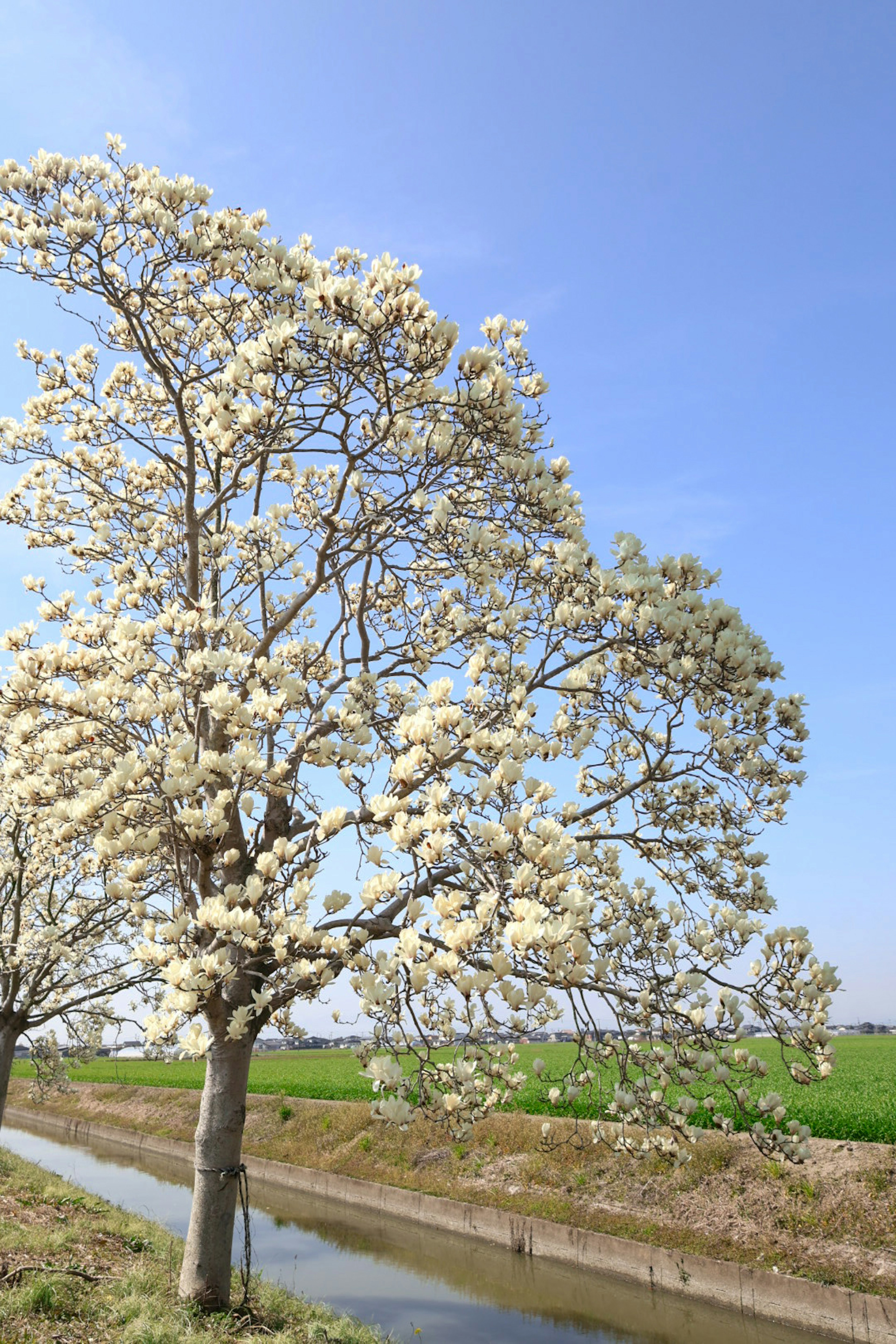 A tree with white flowers under a blue sky