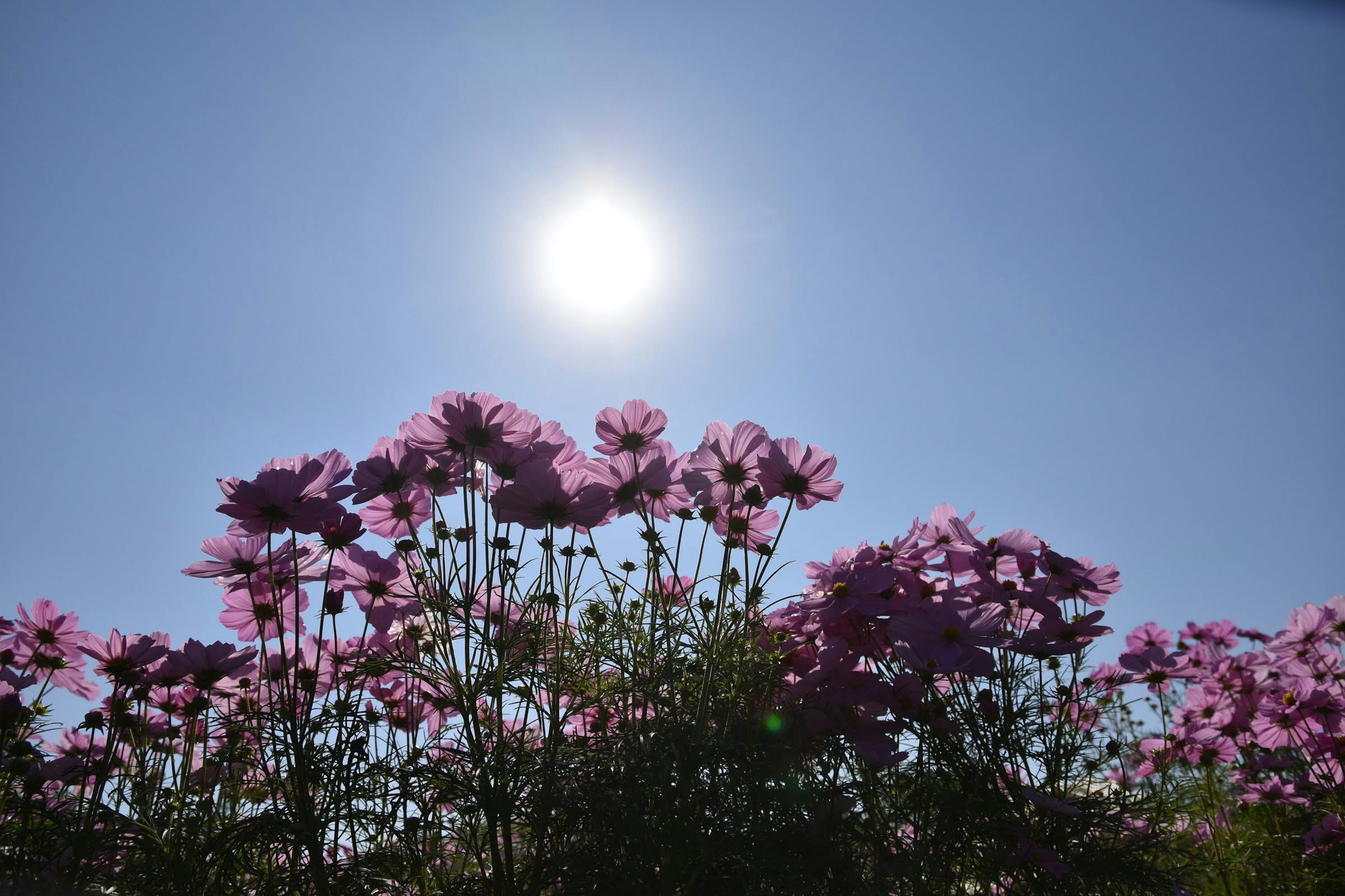 Pink flowers blooming under a clear blue sky and the sun