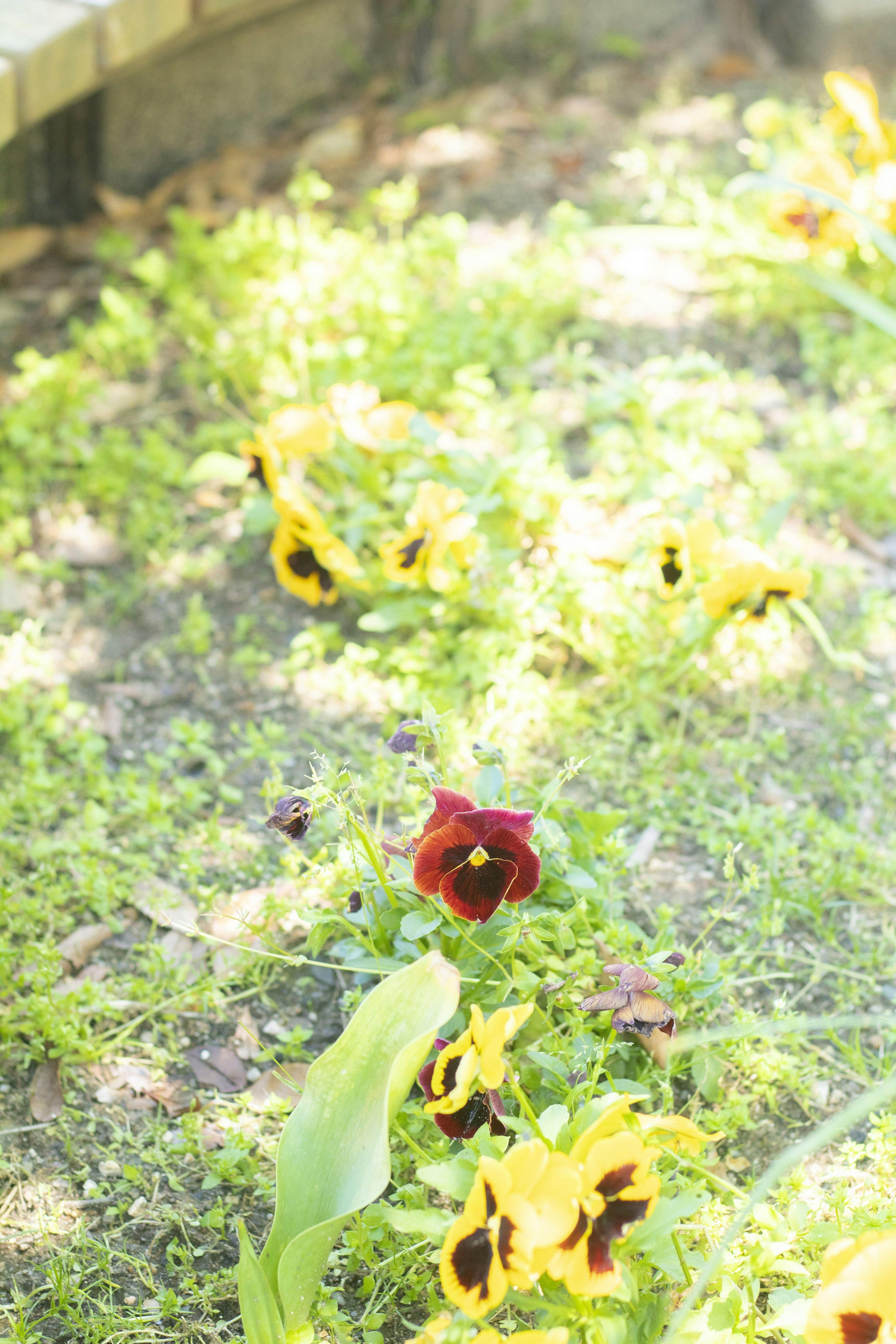 Bunte Stiefmütterchen blühen in einem sonnigen Garten