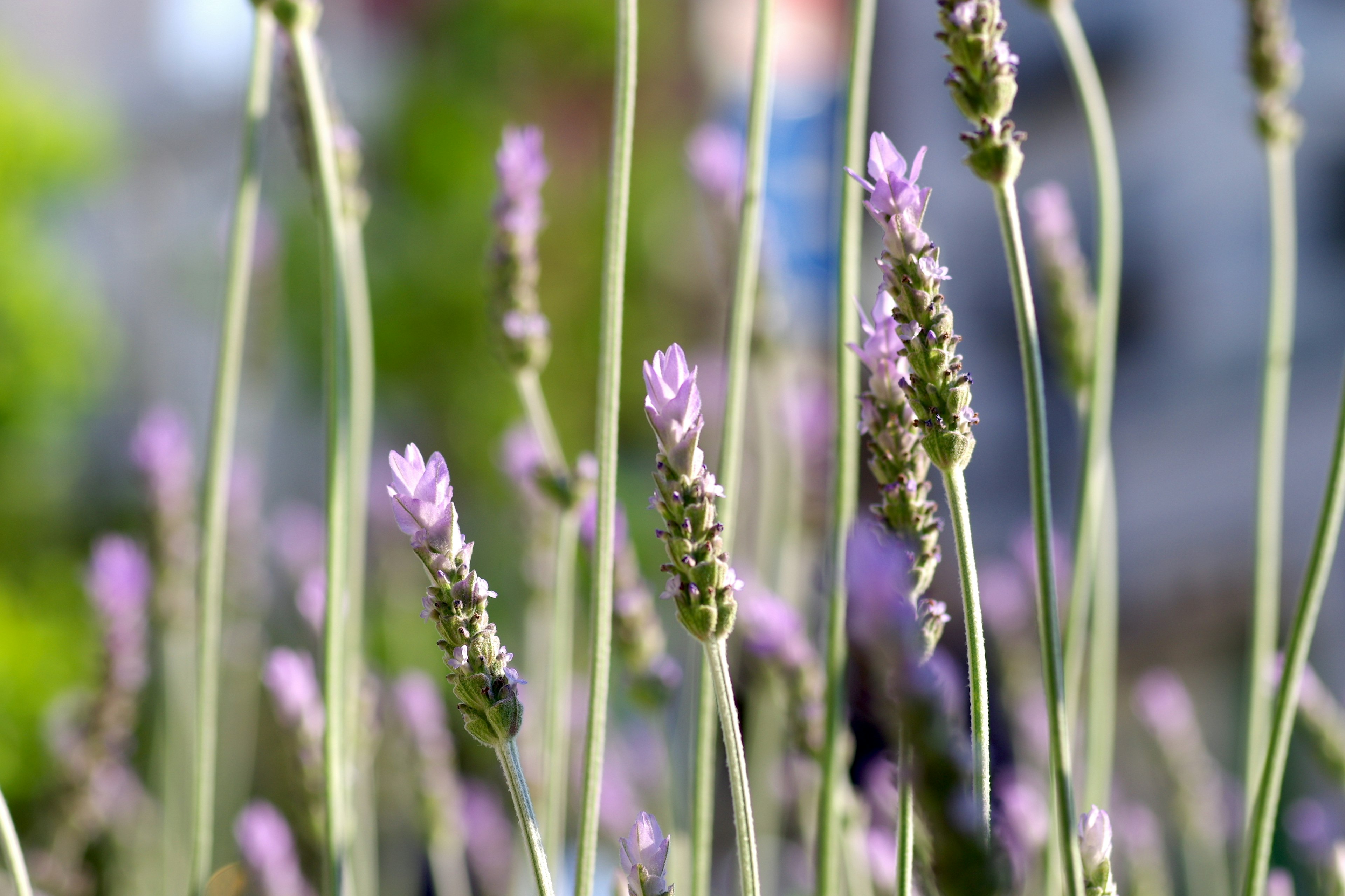 Lavender flowers blooming in a garden setting