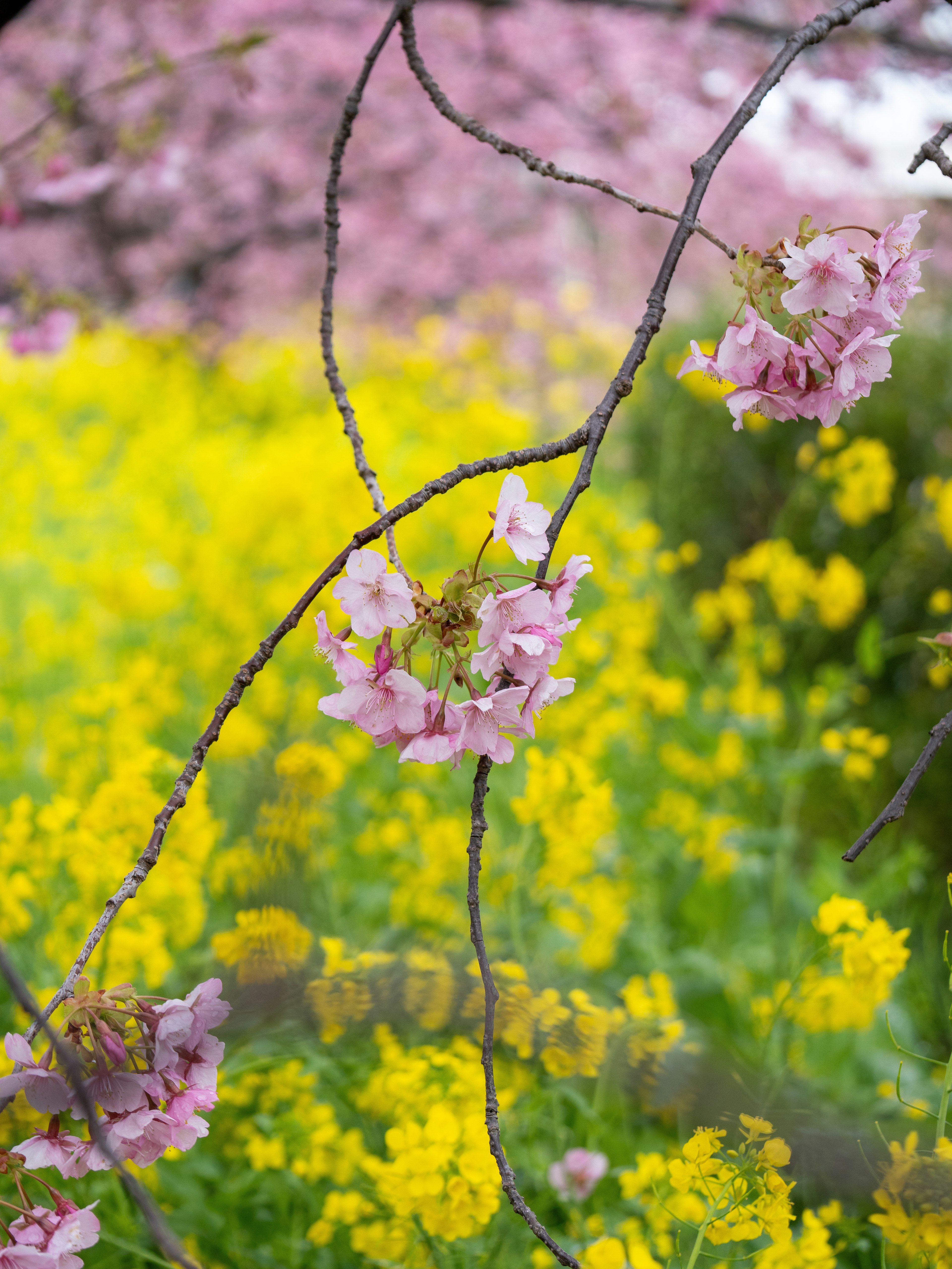 春の桜と菜の花が共演する風景