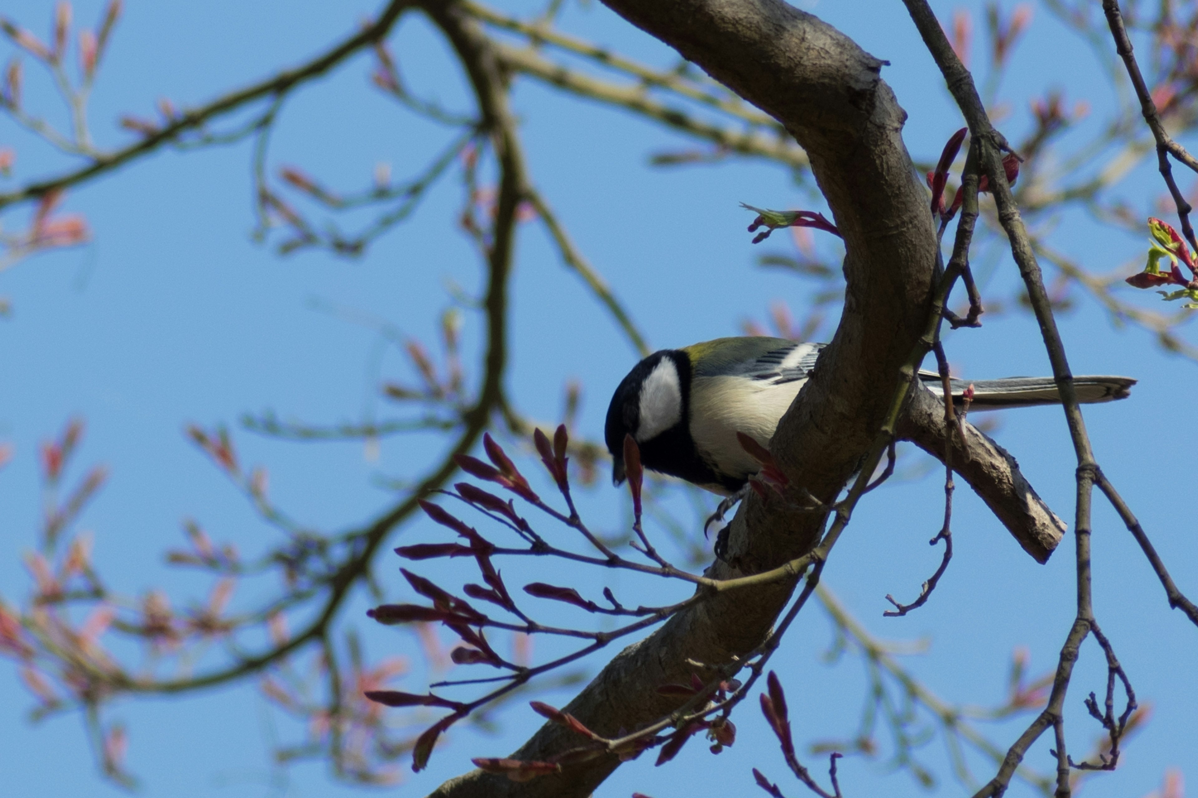 Ein schöner Kohlmeise, die auf einem Ast unter einem blauen Himmel sitzt